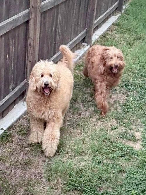 Enlarge Louie & Nala, a Adoptable mixed breed in Monticello, NY image 2/3