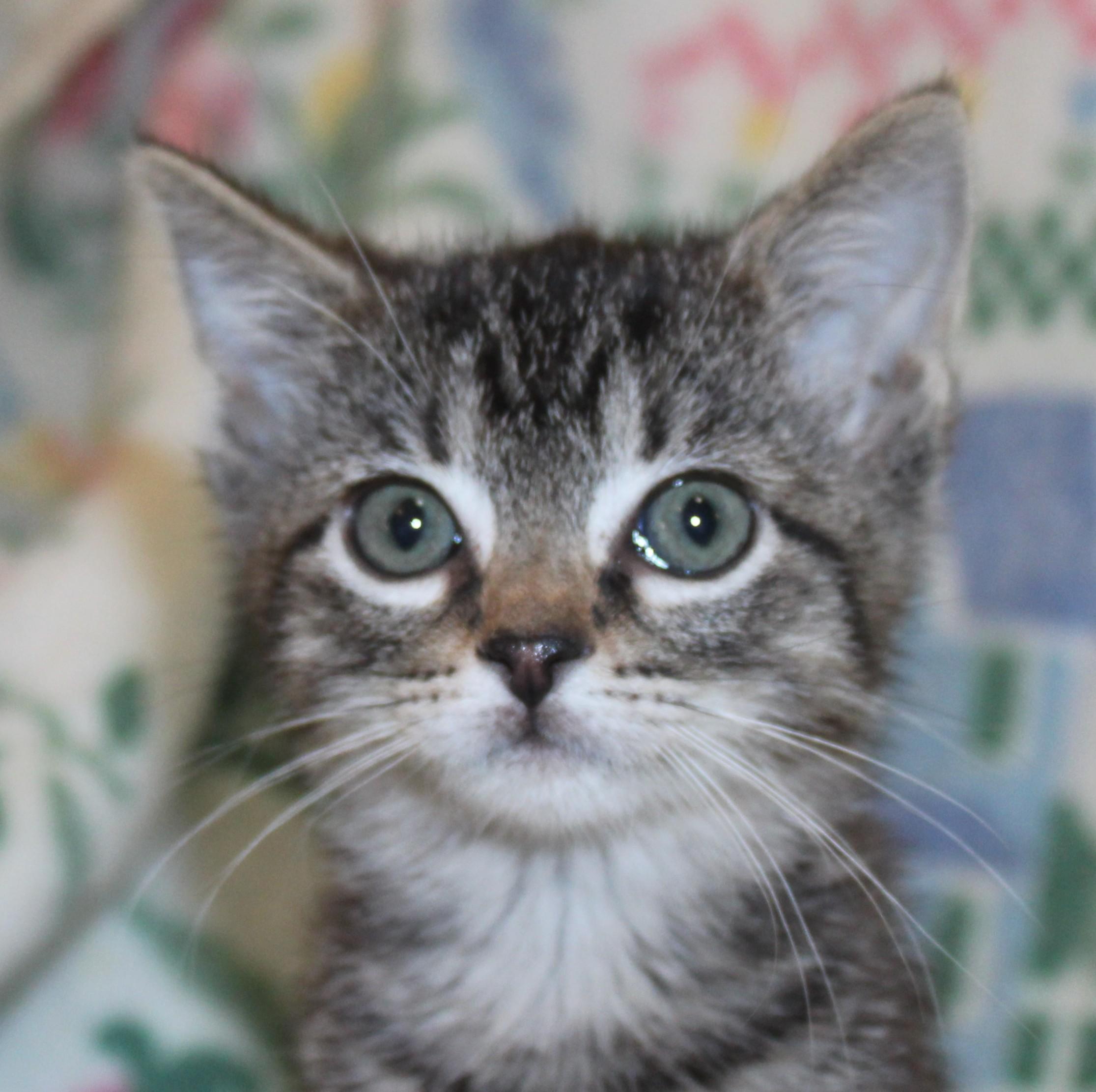 Patsy, adopted, Kitten Female Domestic Short Hair.