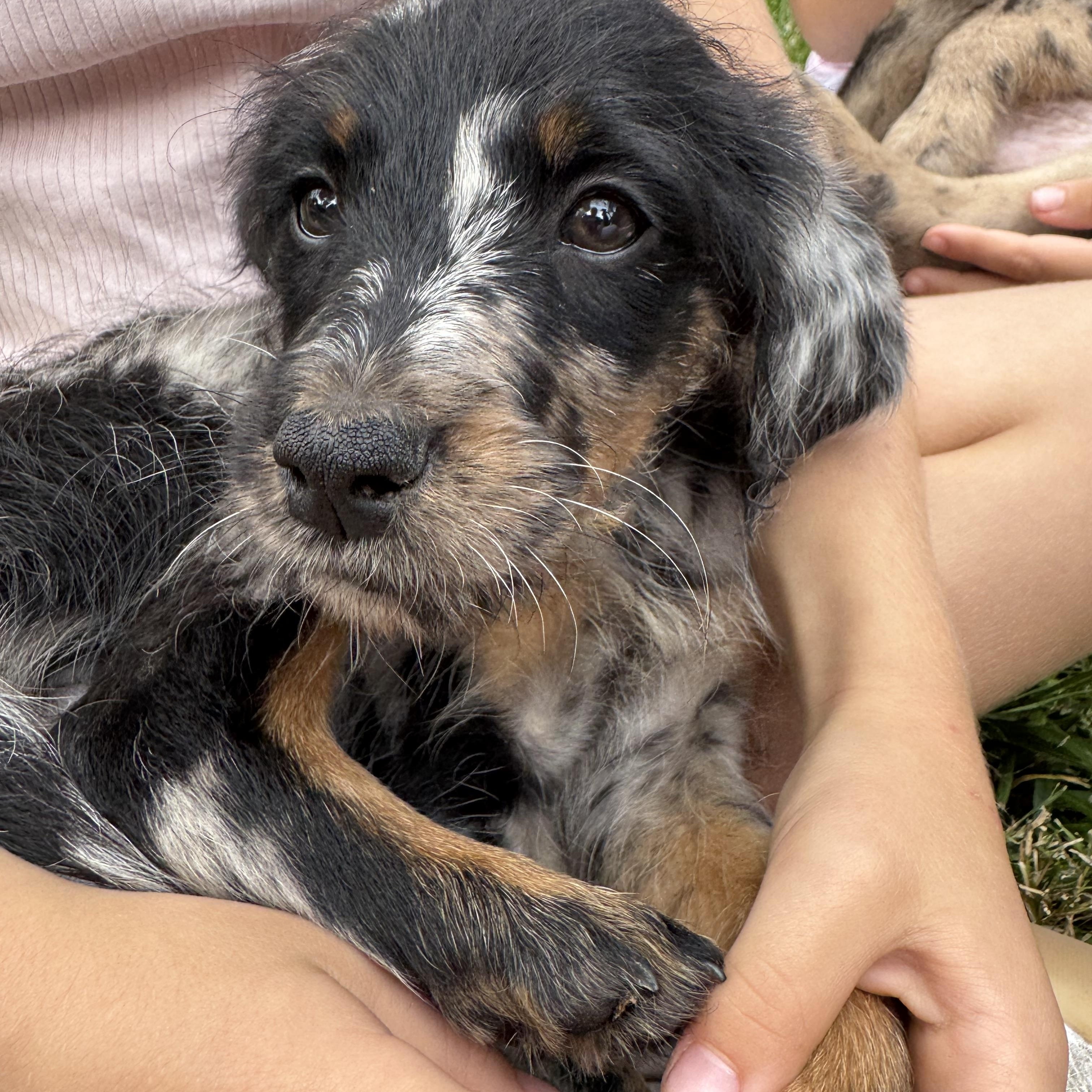 Presley, Adoptable, Puppy Female Australian Shepherd & Goldendoodle.