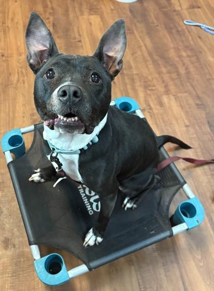 Olive, Adoptable, Adult Female Mixed Breed & Mixed Breed.