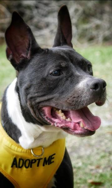 Olive, Adoptable, Adult Female Mixed Breed & Mixed Breed.