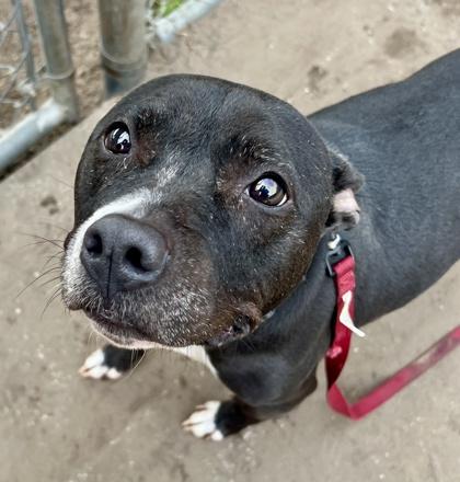 Enlarge Olive, a Adoptable mixed breed in Savannah, GA image 2/3