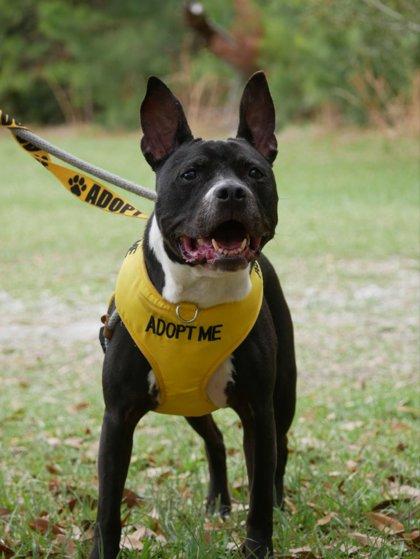 Enlarge Olive, a Adoptable mixed breed in Savannah, GA image 3/3