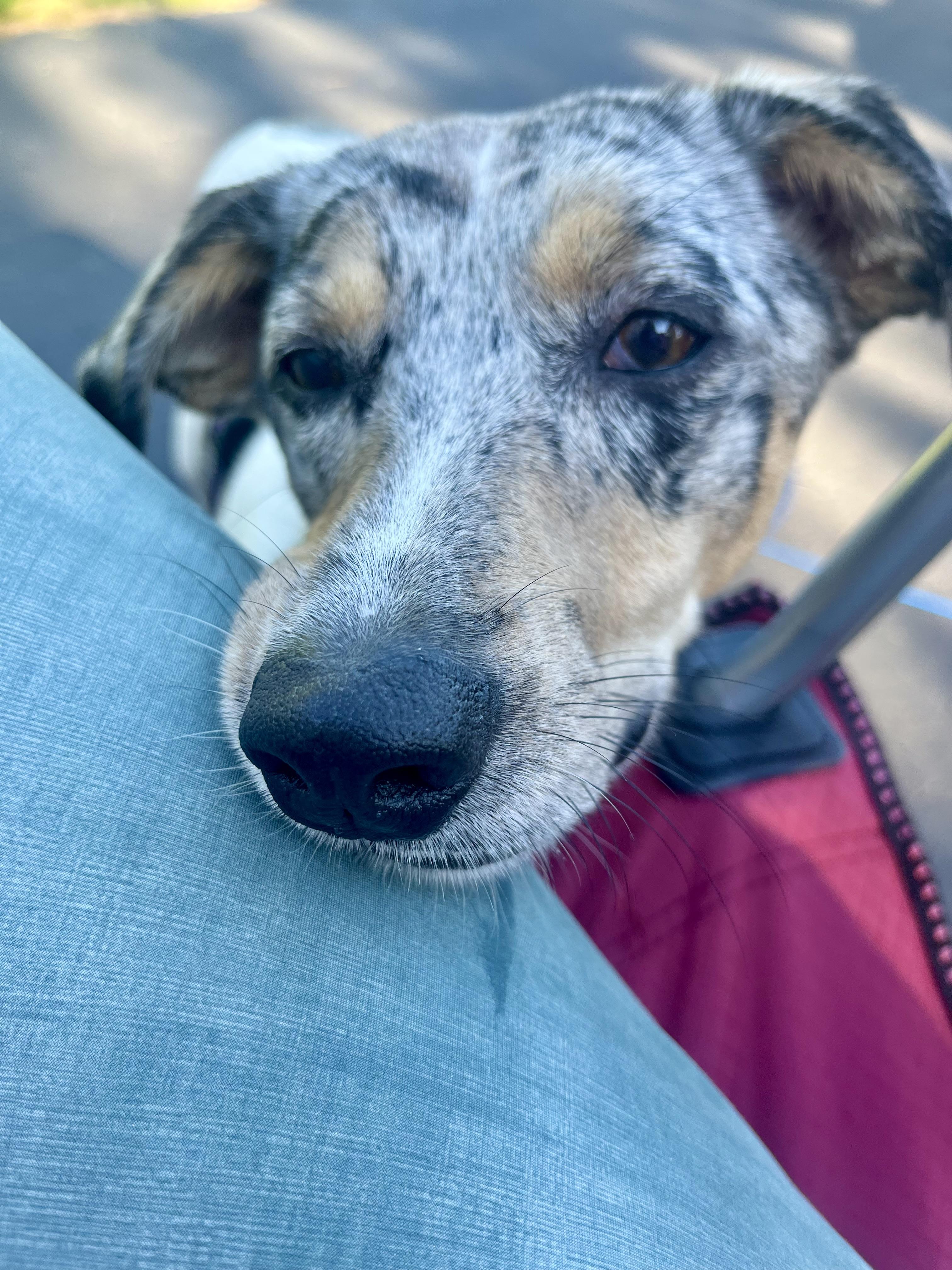 Chloe