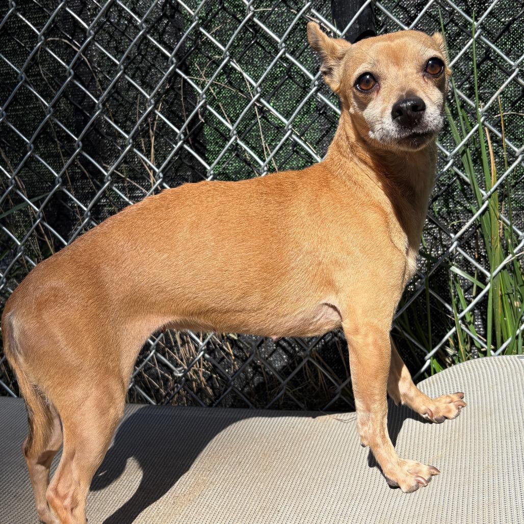 Ellen, Adoptable, Adult Female Chihuahua.