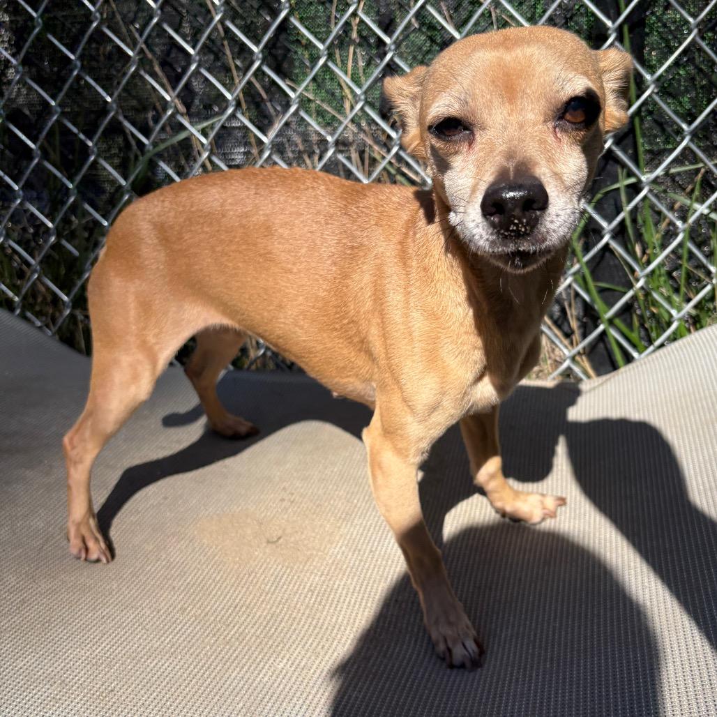 Enlarge Ellen, a Adoptable Chihuahua in Calverton, NY image 2/2