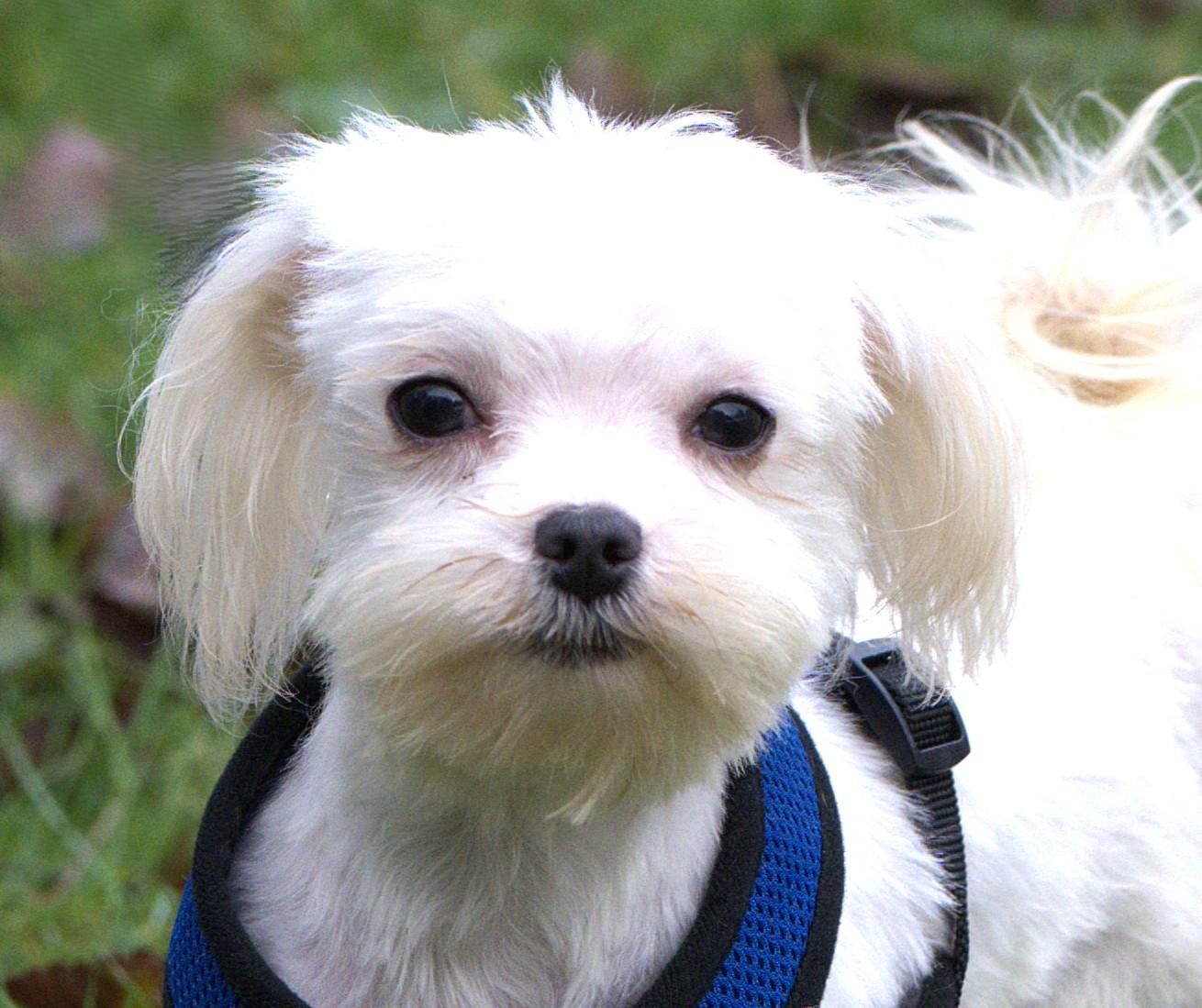Enlarge Curly, a Adoptable Maltese in Hoquiam, WA image 1/6