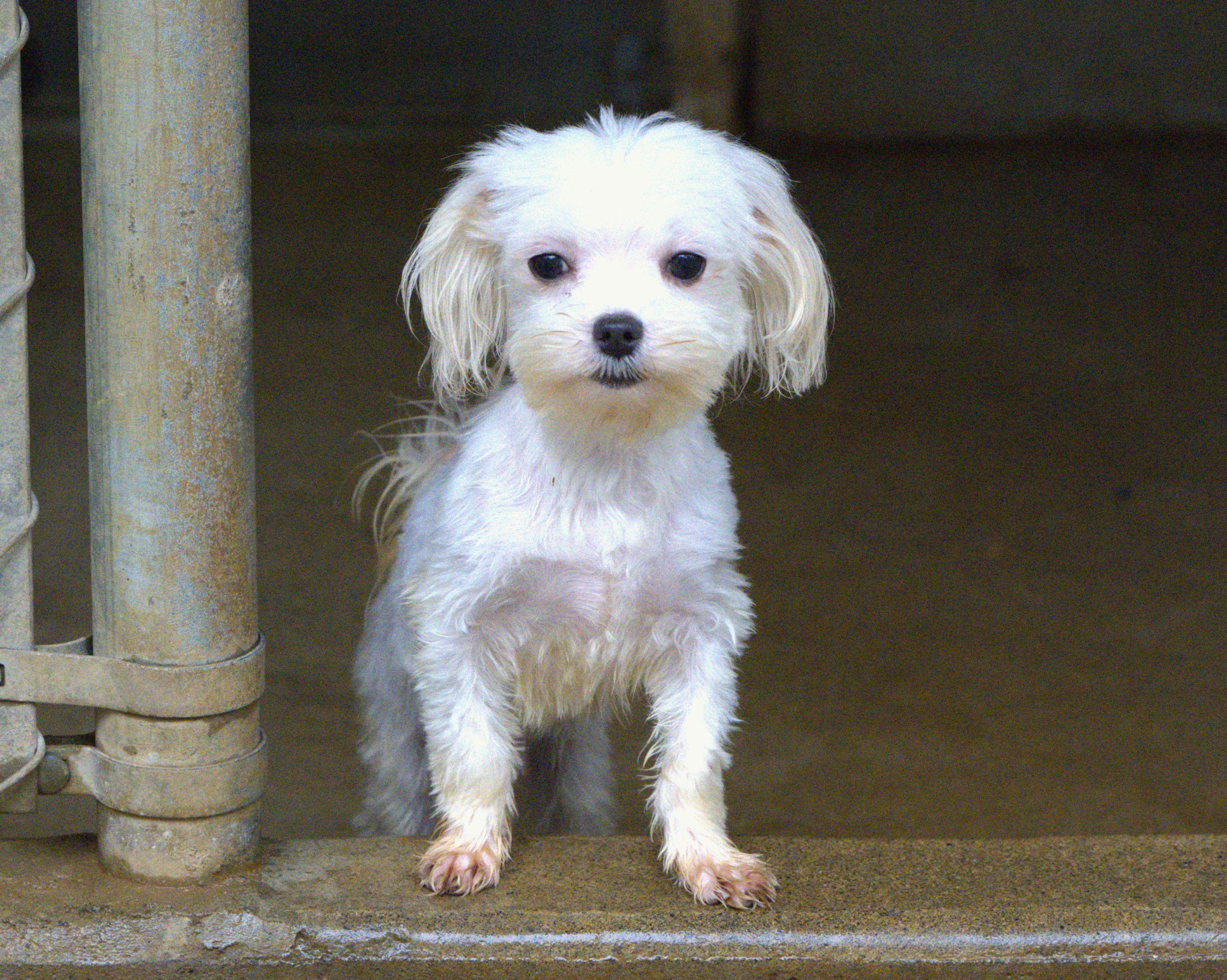 Enlarge Curly, a Adoptable Maltese in Hoquiam, WA image 2/6