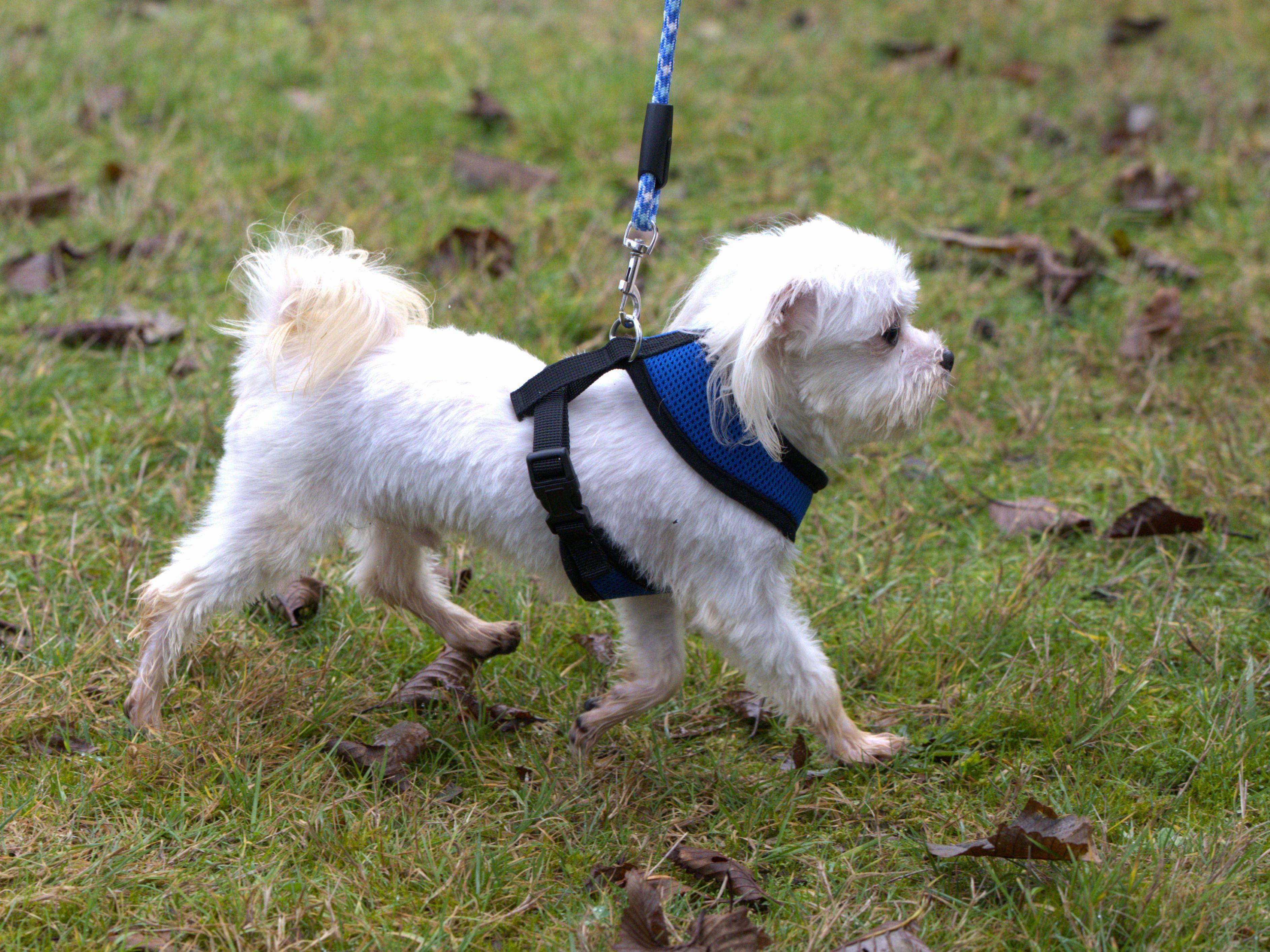 Enlarge Curly, a Adoptable Maltese in Hoquiam, WA image 3/6