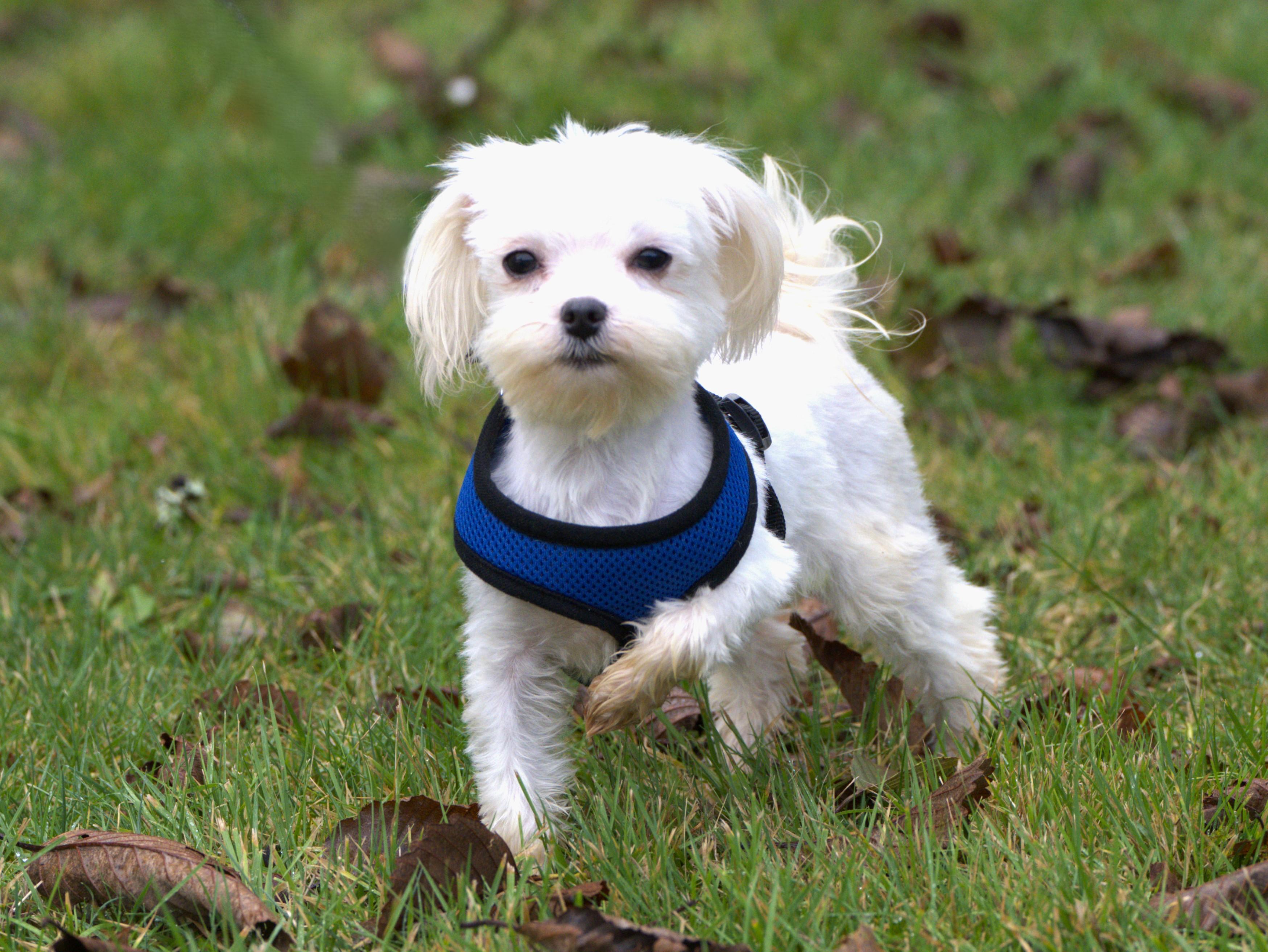 Enlarge Curly, a Adoptable Maltese in Hoquiam, WA image 4/6