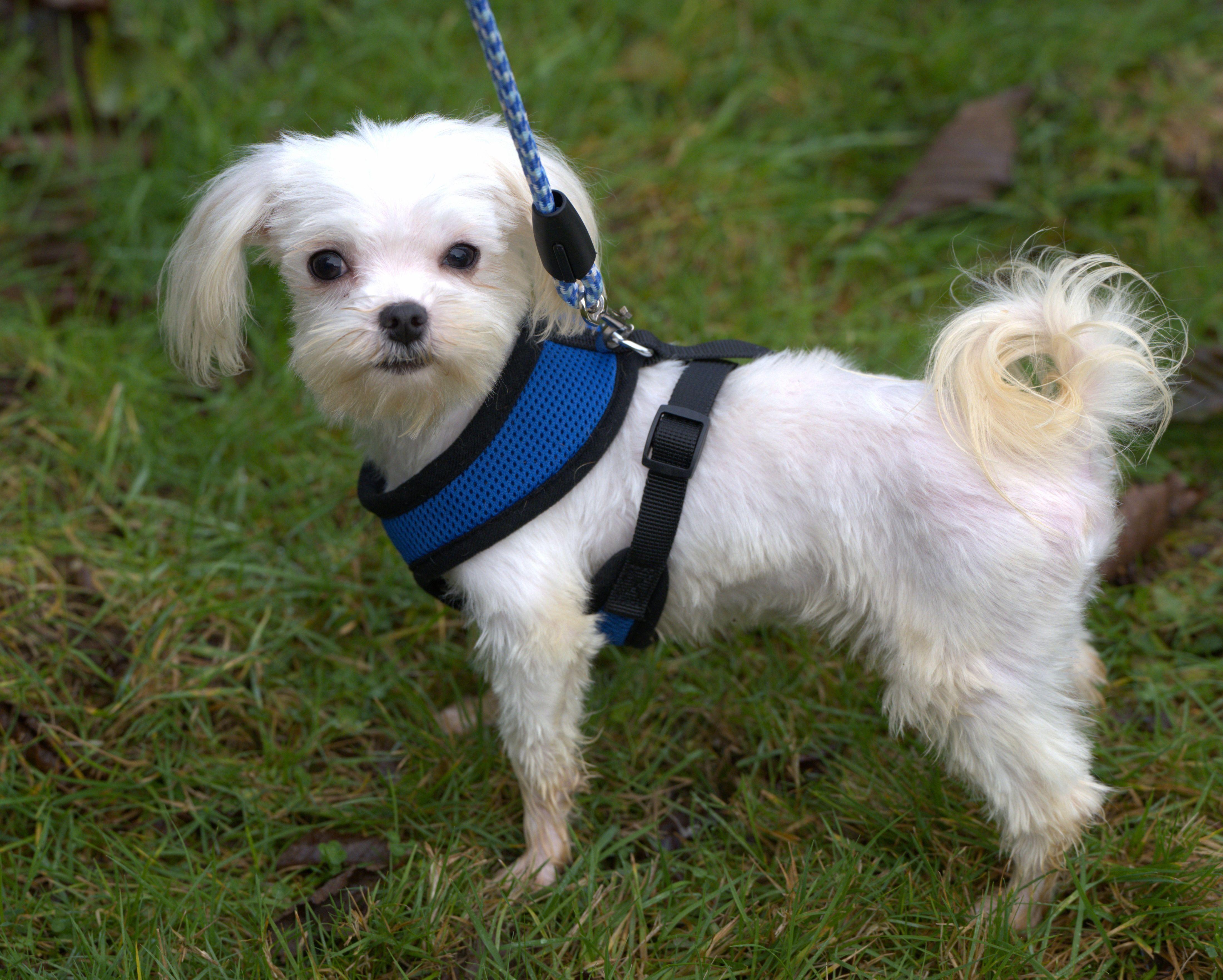 Enlarge Curly, a Adoptable Maltese in Hoquiam, WA image 5/6