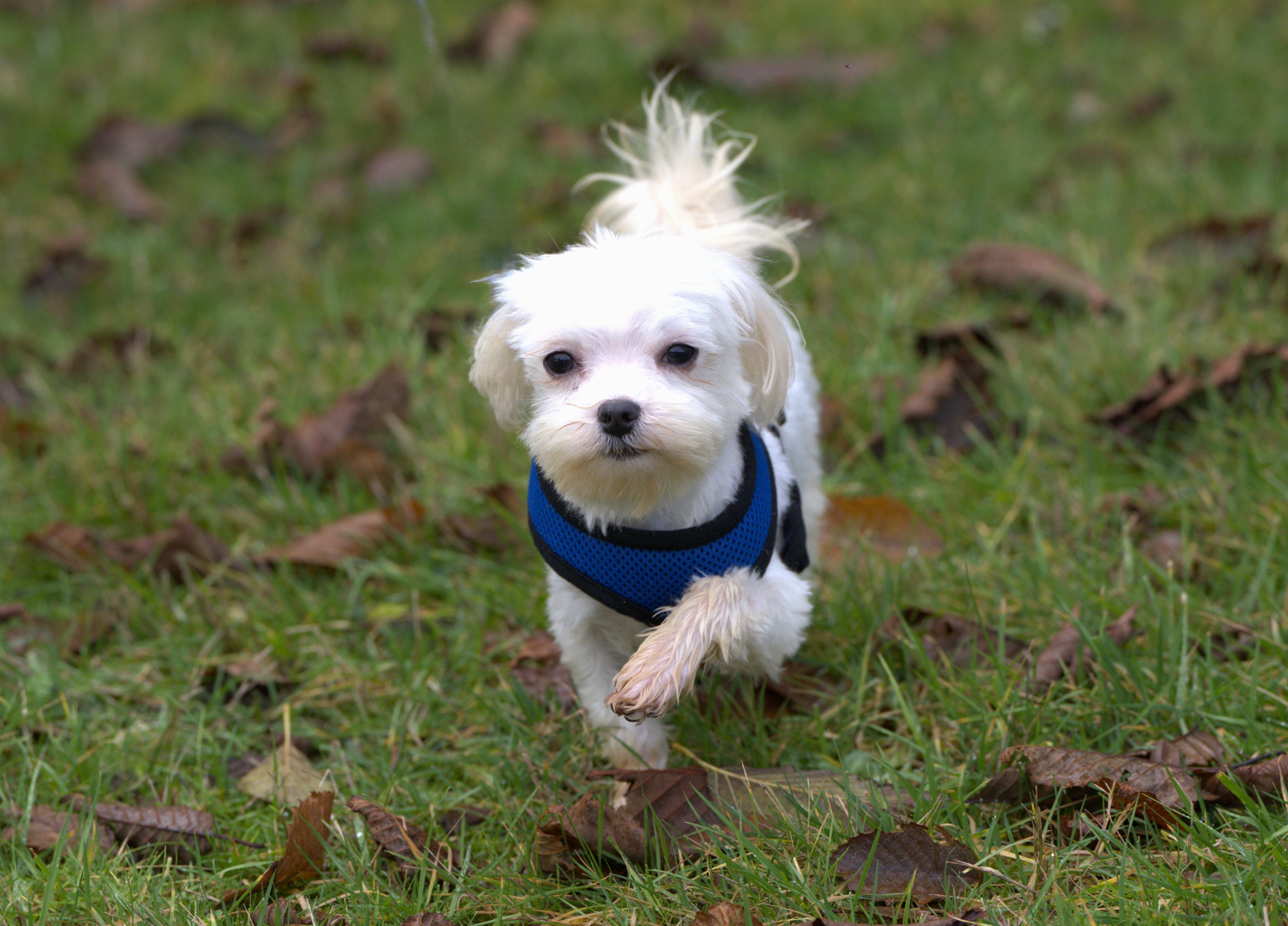 Enlarge Curly, a Adoptable Maltese in Hoquiam, WA image 6/6
