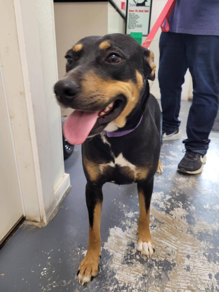 Aspen, Adoptable, Adult Female Labrador Retriever.