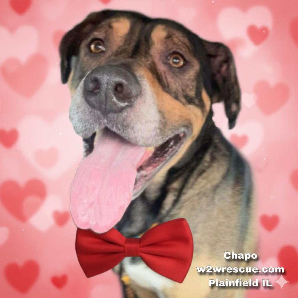 Chapo ~ sponsored adoption fee , Adoptable, Adult Male Mastiff.
