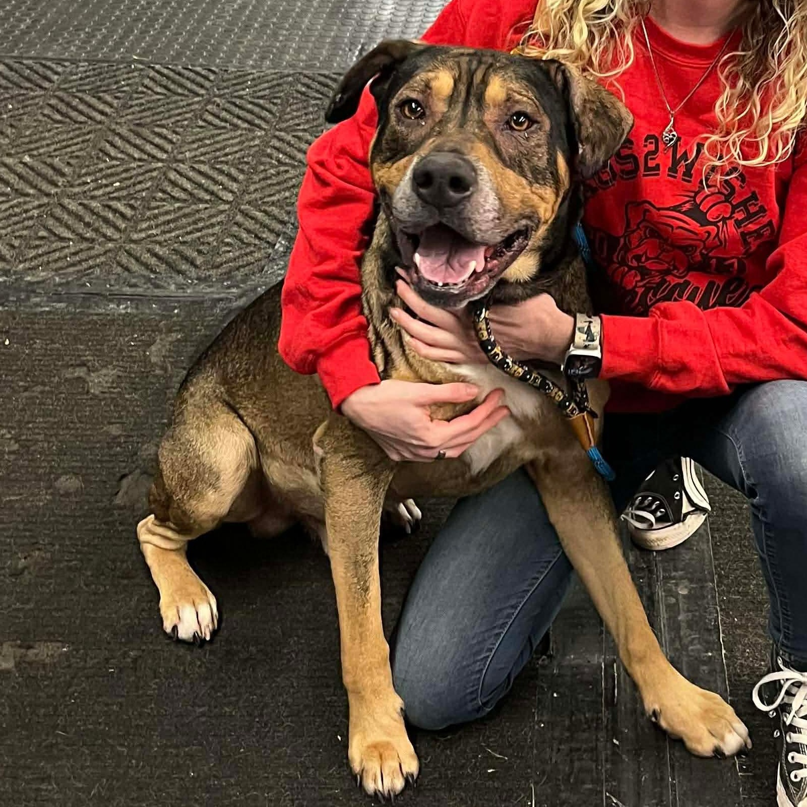 Enlarge Chapo ~ sponsored adoption fee , a Adoptable mixed breed in Plainfield, IL image 2/5