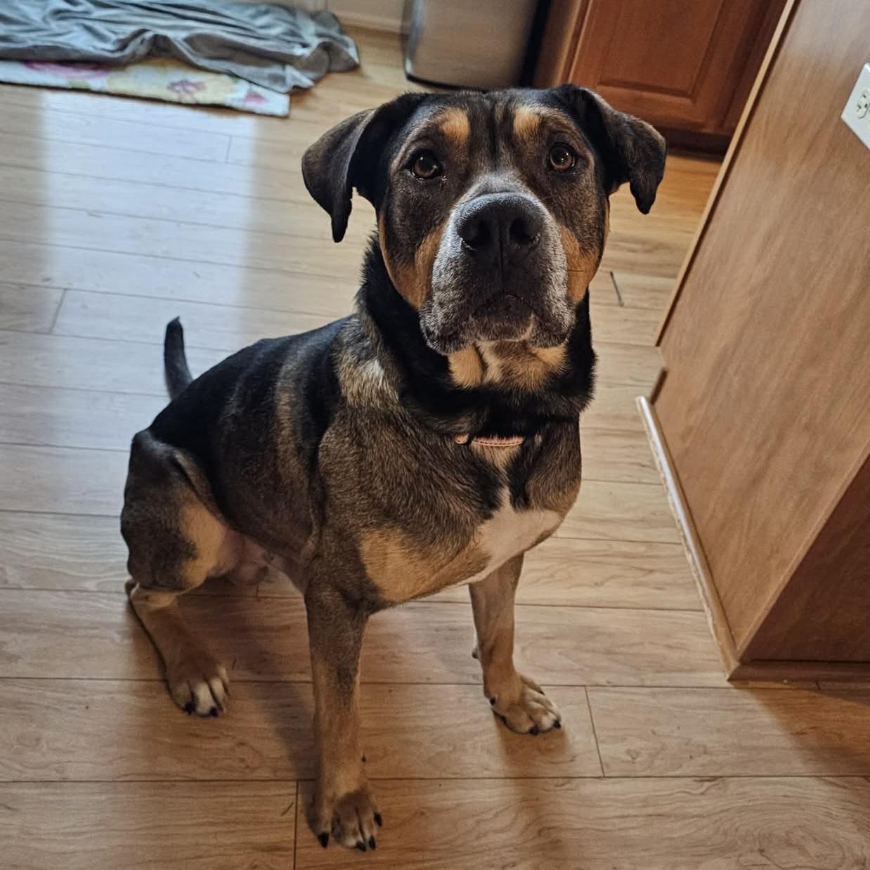 Enlarge Chapo ~ sponsored adoption fee , an adopted mixed breed in Plainfield, IL image 1/5