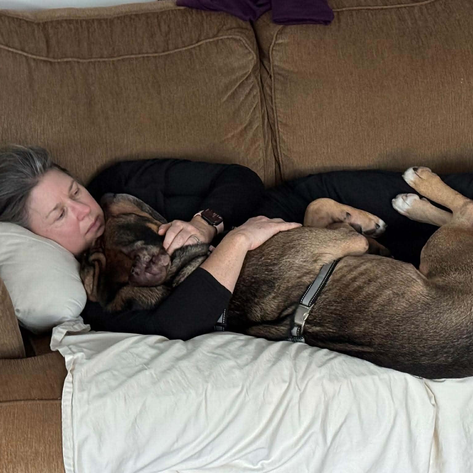 Enlarge Chapo ~ sponsored adoption fee , an adopted mixed breed in Plainfield, IL image 5/5