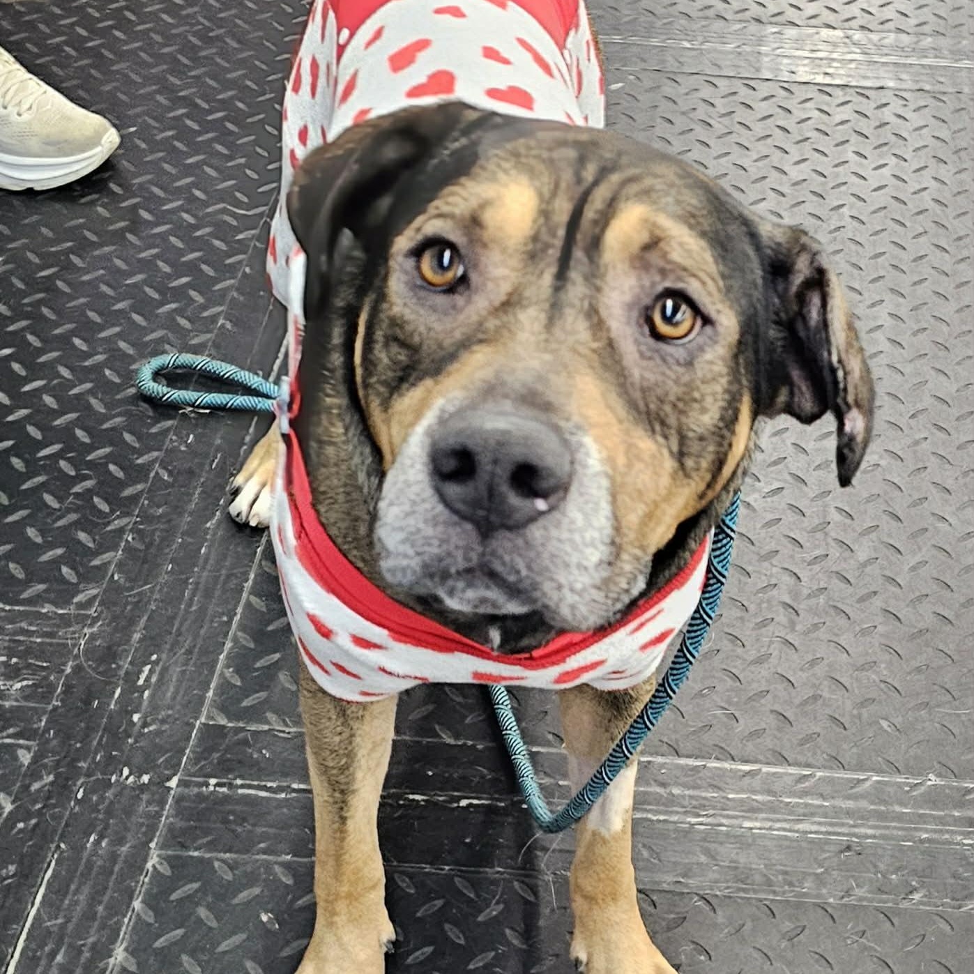 Enlarge Chapo ~ sponsored adoption fee , an adopted mixed breed in Plainfield, IL image 4/5