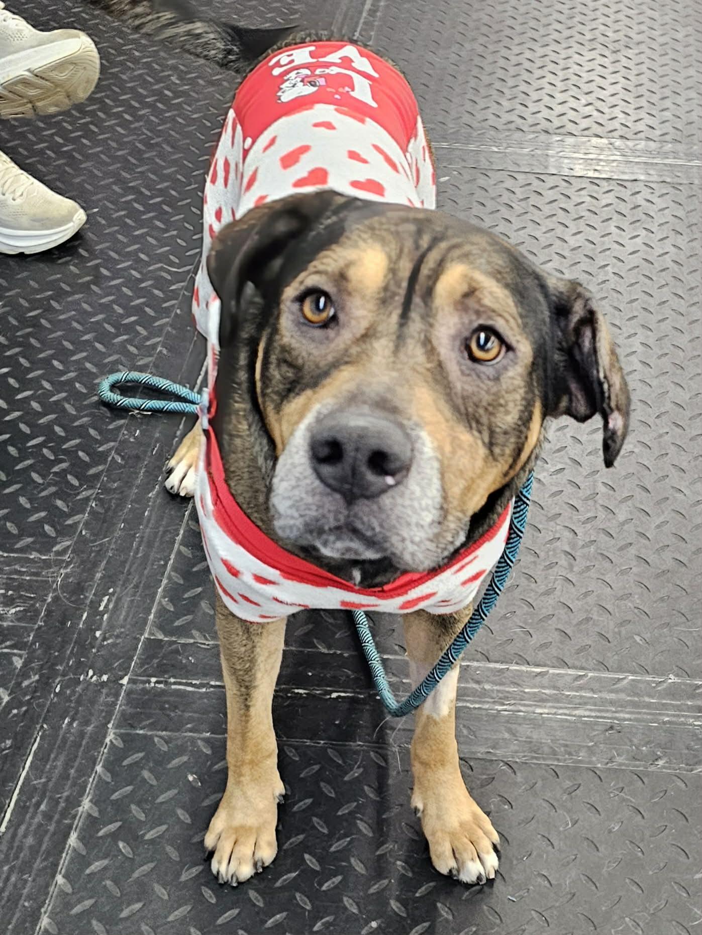 Enlarge Chapo ~ sponsored adoption fee , a Adoptable mixed breed in Plainfield, IL image 4/5