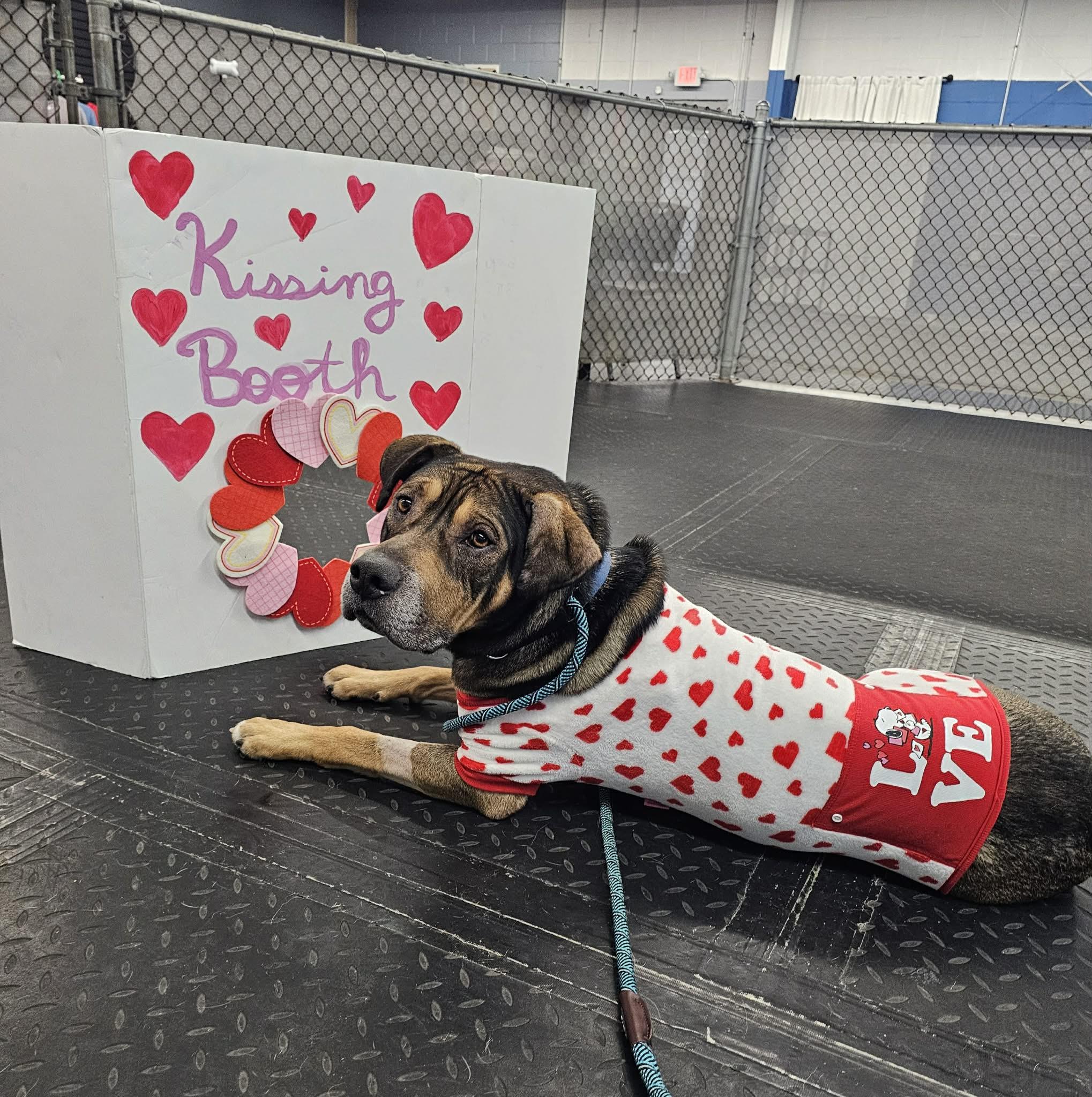 Enlarge Chapo ~ sponsored adoption fee , a Adoptable mixed breed in Plainfield, IL image 5/5