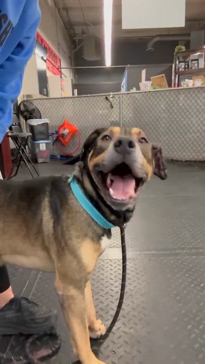 Enlarge Chapo ~ sponsored adoption fee , a Adoptable mixed breed in Plainfield, IL video 3/5