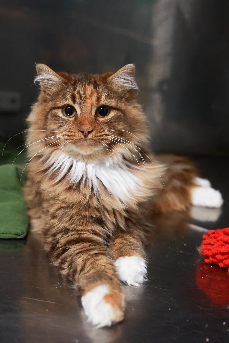 Willow, adopted, Young Female Domestic Long Hair.