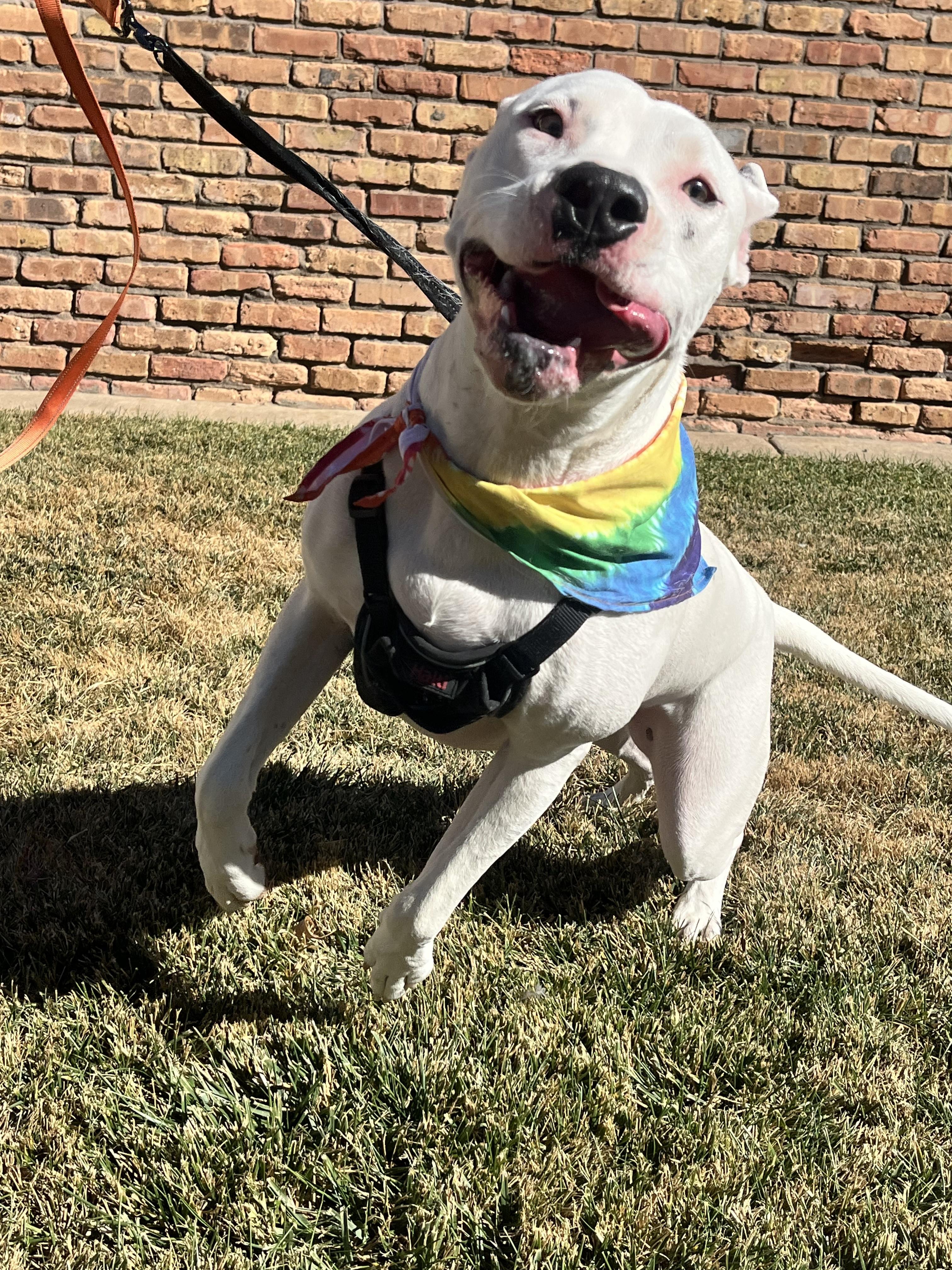 Enlarge WHISPER, a Adoptable American Staffordshire Terrier in St. Louis, MO image 4/6