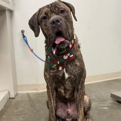 Enlarge Ronin, a Adoptable Cane Corso in manchester, PA image 1/5