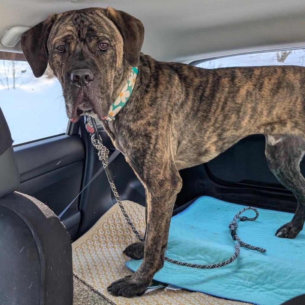 Enlarge Ronin, a Adoptable Cane Corso in manchester, PA image 2/5