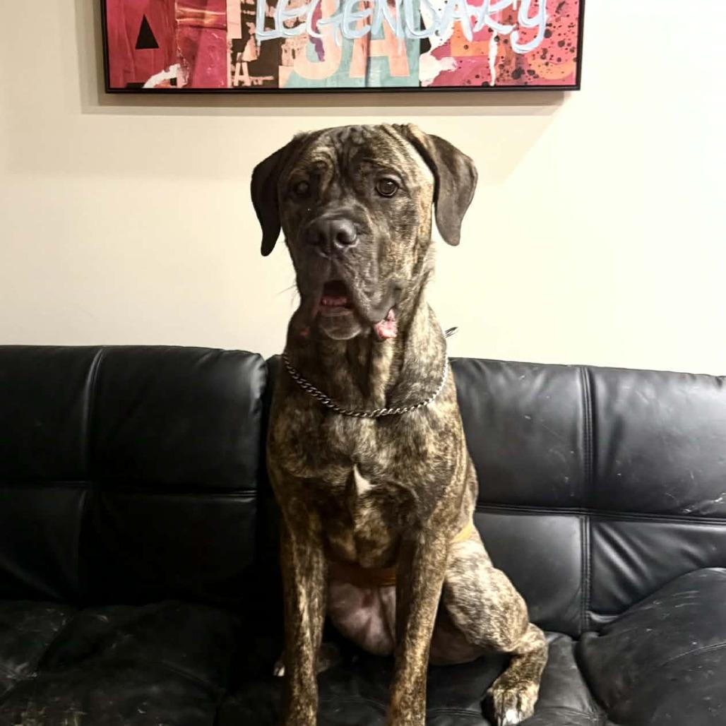 Enlarge Ronin, a Adoptable Cane Corso in manchester, PA image 3/5