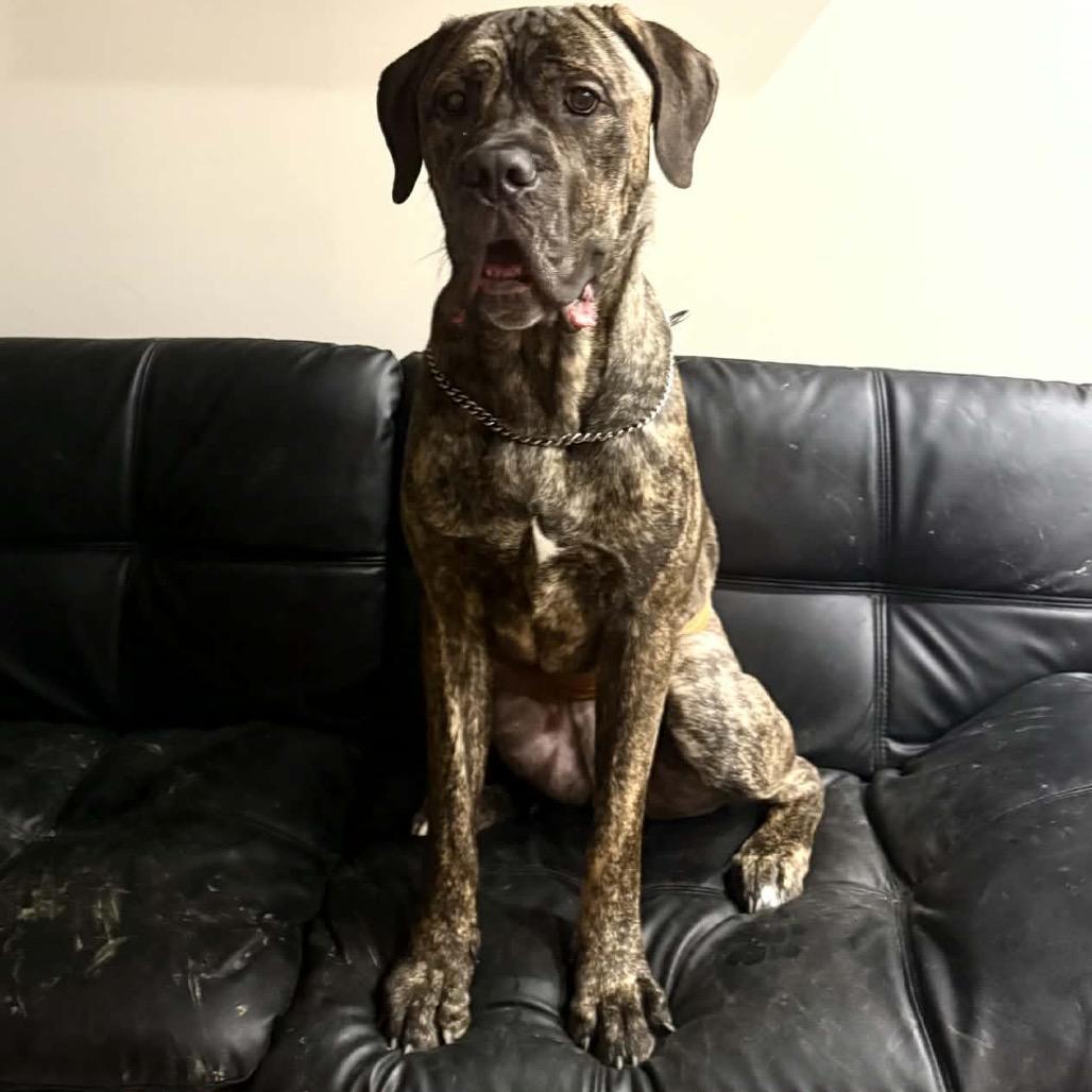 Enlarge Ronin, a Adoptable Cane Corso in manchester, PA image 4/5