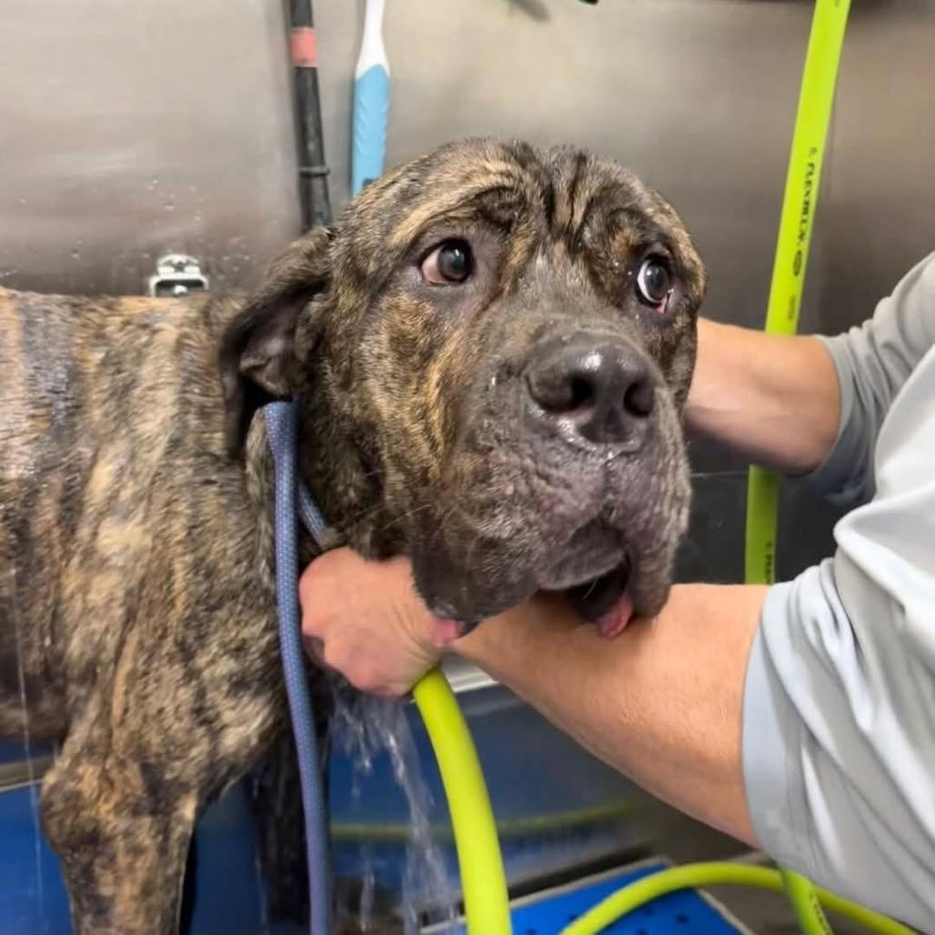 Enlarge Ronin, a Adoptable Cane Corso in manchester, PA image 5/5