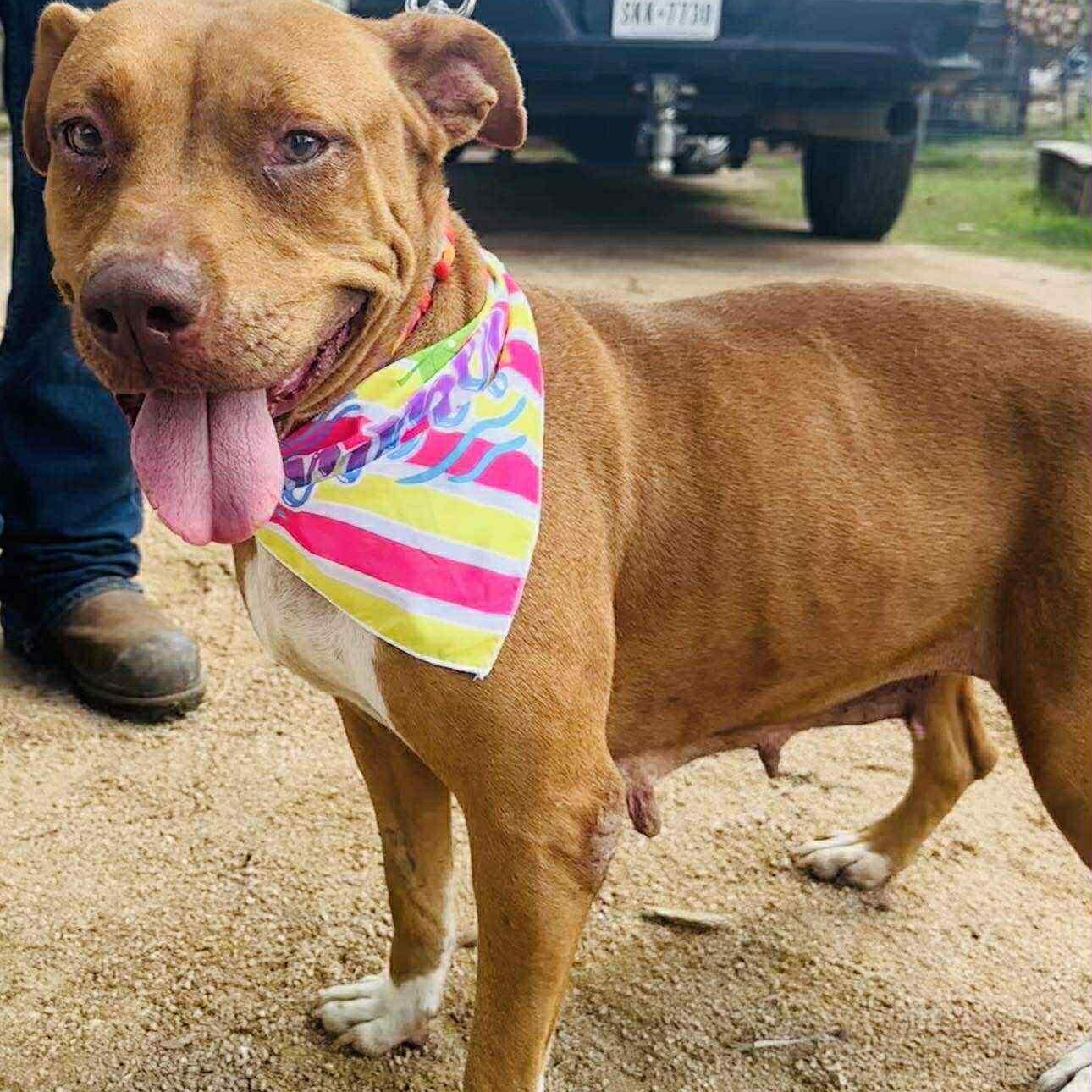 Enlarge Ginger, a Adoptable mixed breed in Chesterville, ME image 5/6