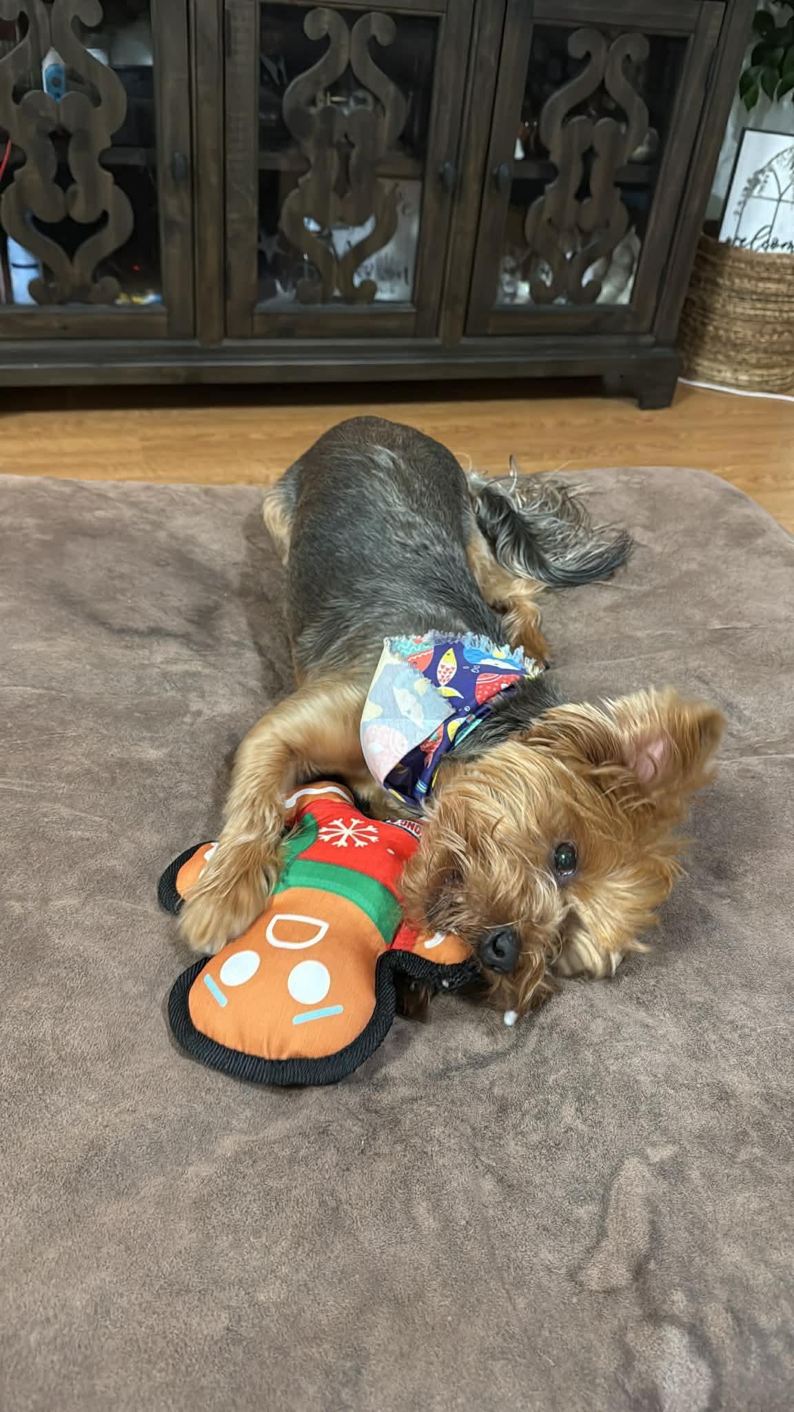 Smalls, an adopted Yorkshire Terrier in Blue Bell, PA image 4/6