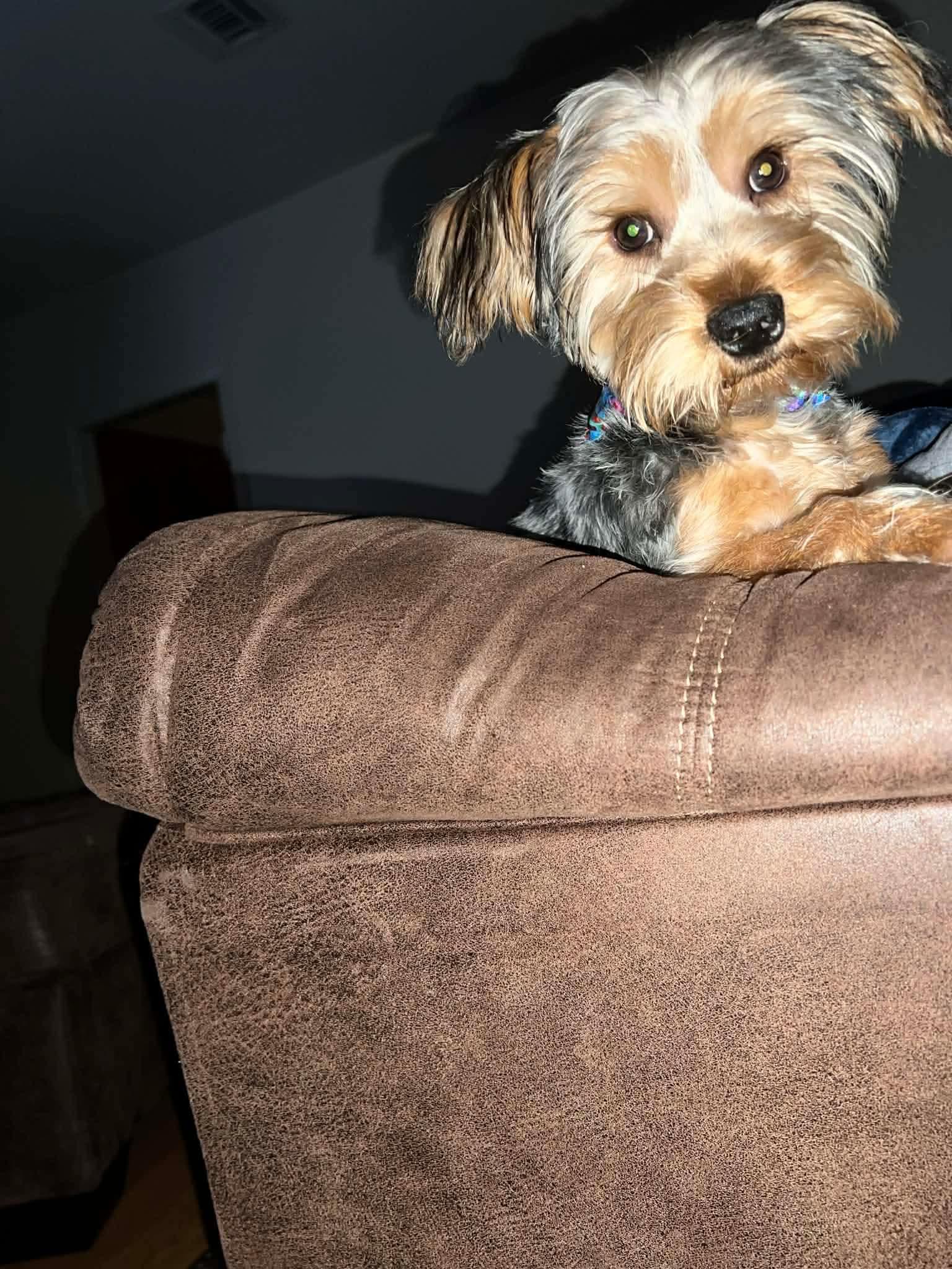 Smalls, an adopted Yorkshire Terrier in Blue Bell, PA image 2/6