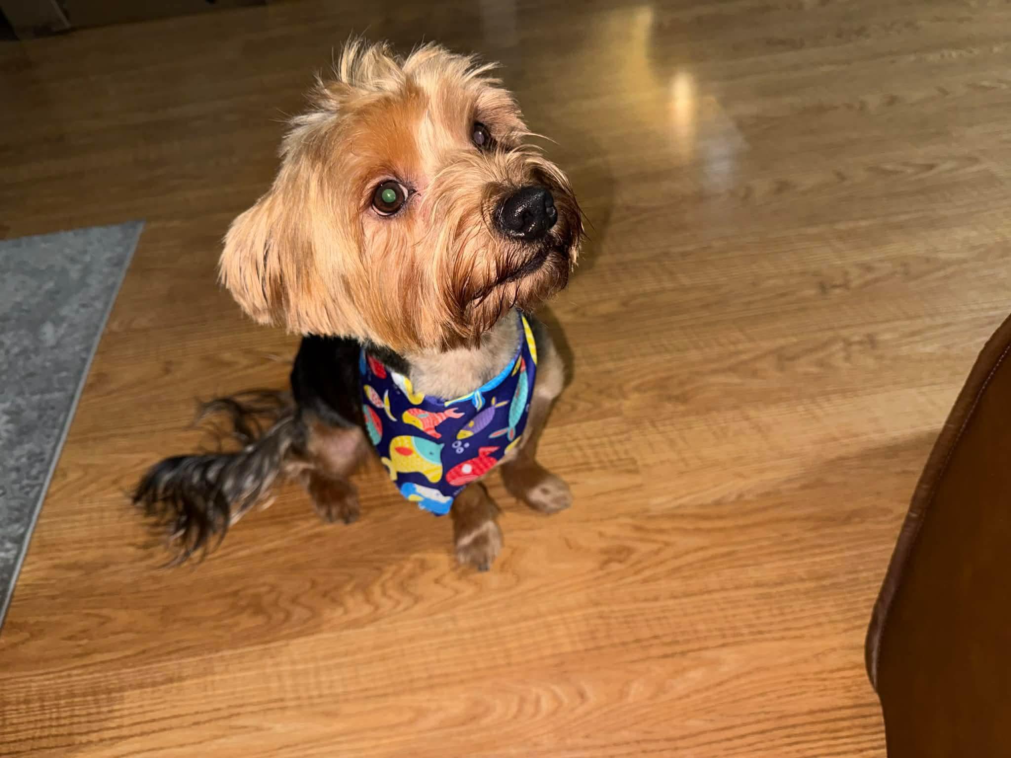 Smalls, an adopted Yorkshire Terrier in Blue Bell, PA image 3/6