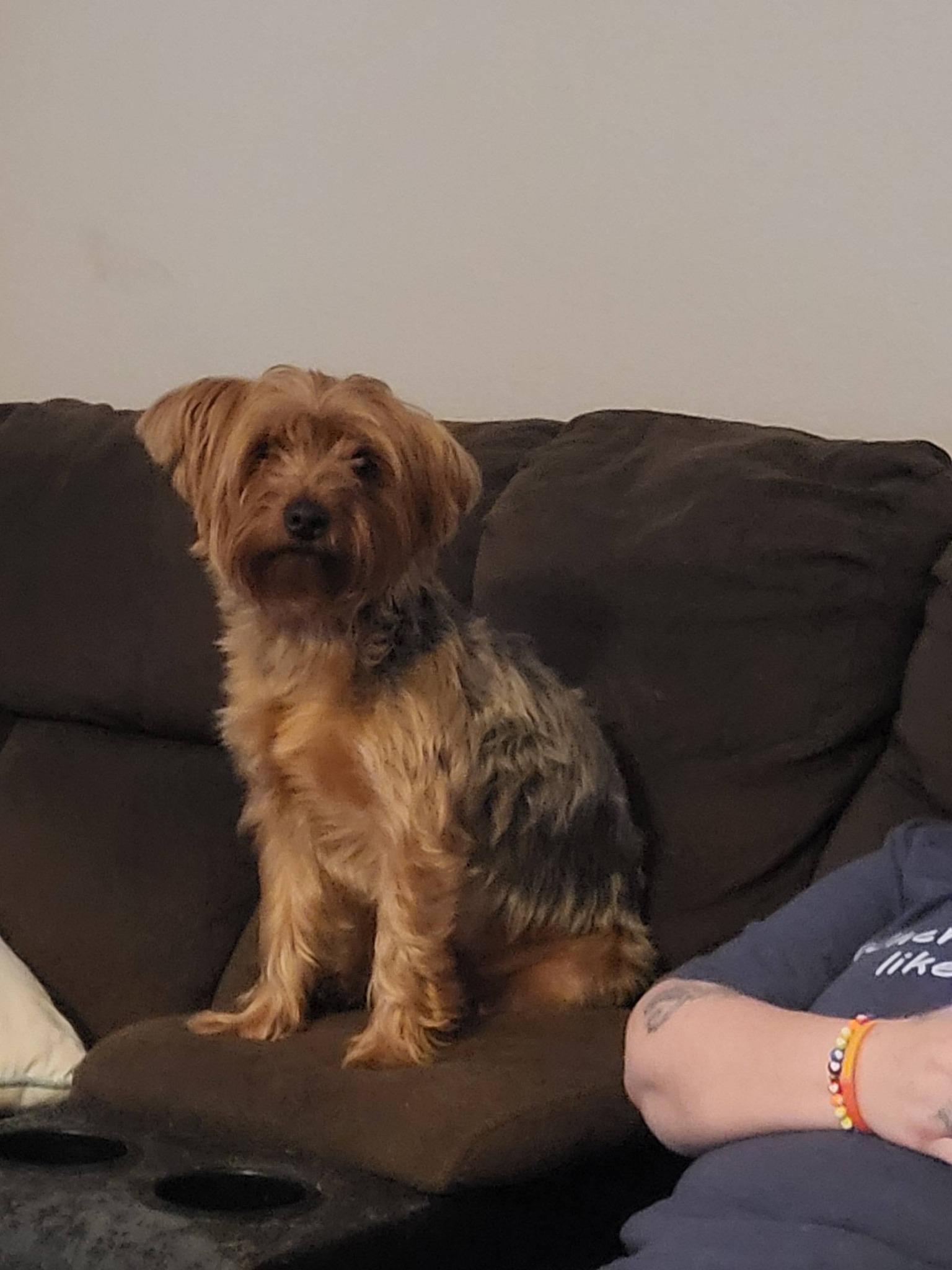 Smalls, an adopted Yorkshire Terrier in Blue Bell, PA image 1/6