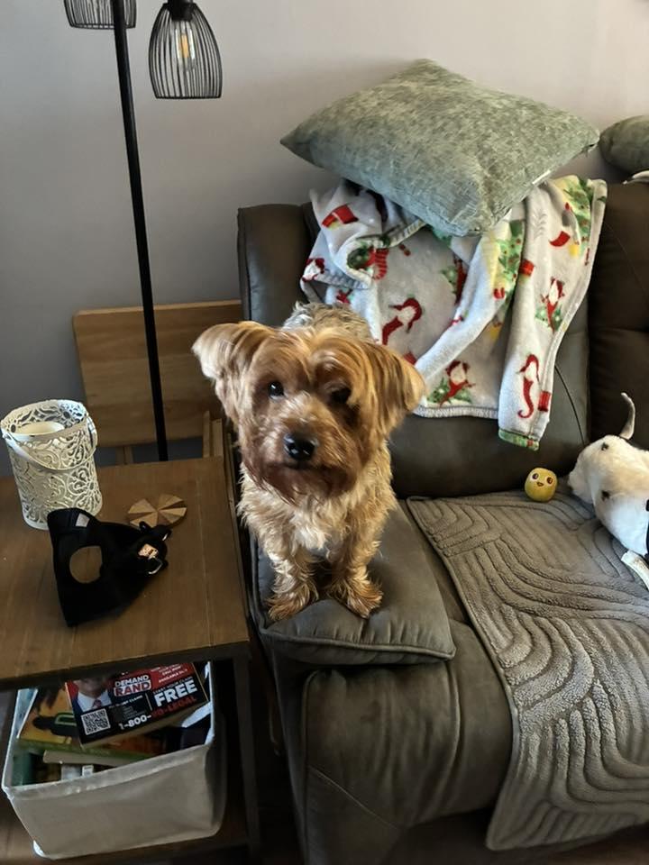 Smalls, an adopted Yorkshire Terrier in Blue Bell, PA image 5/6