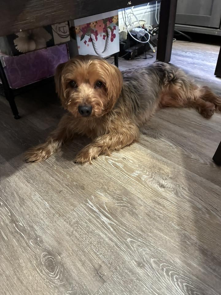 Smalls, an adopted Yorkshire Terrier in Blue Bell, PA image 6/6