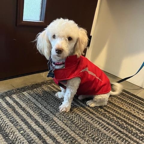 Coco, Adopted, Adult Male Miniature Poodle & Dachshund.