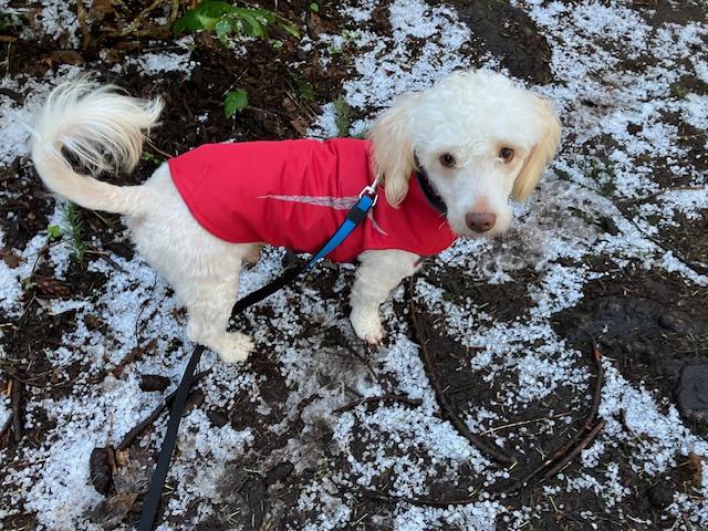 Enlarge Coco, a Adopted mixed breed in Surrey, BC image 2/6