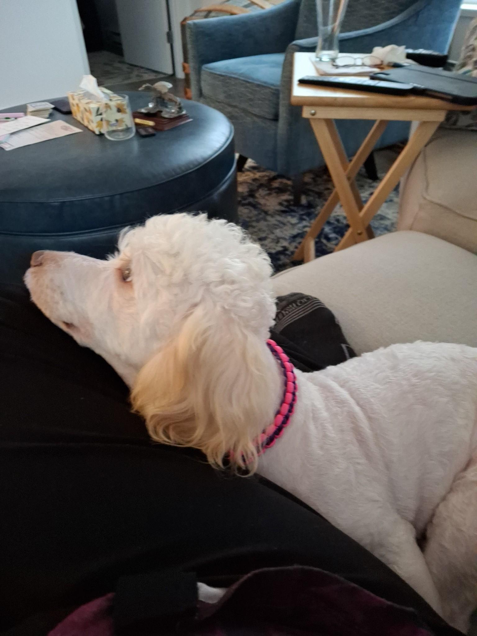 Enlarge Coco, a Adopted mixed breed in Surrey, BC image 4/6