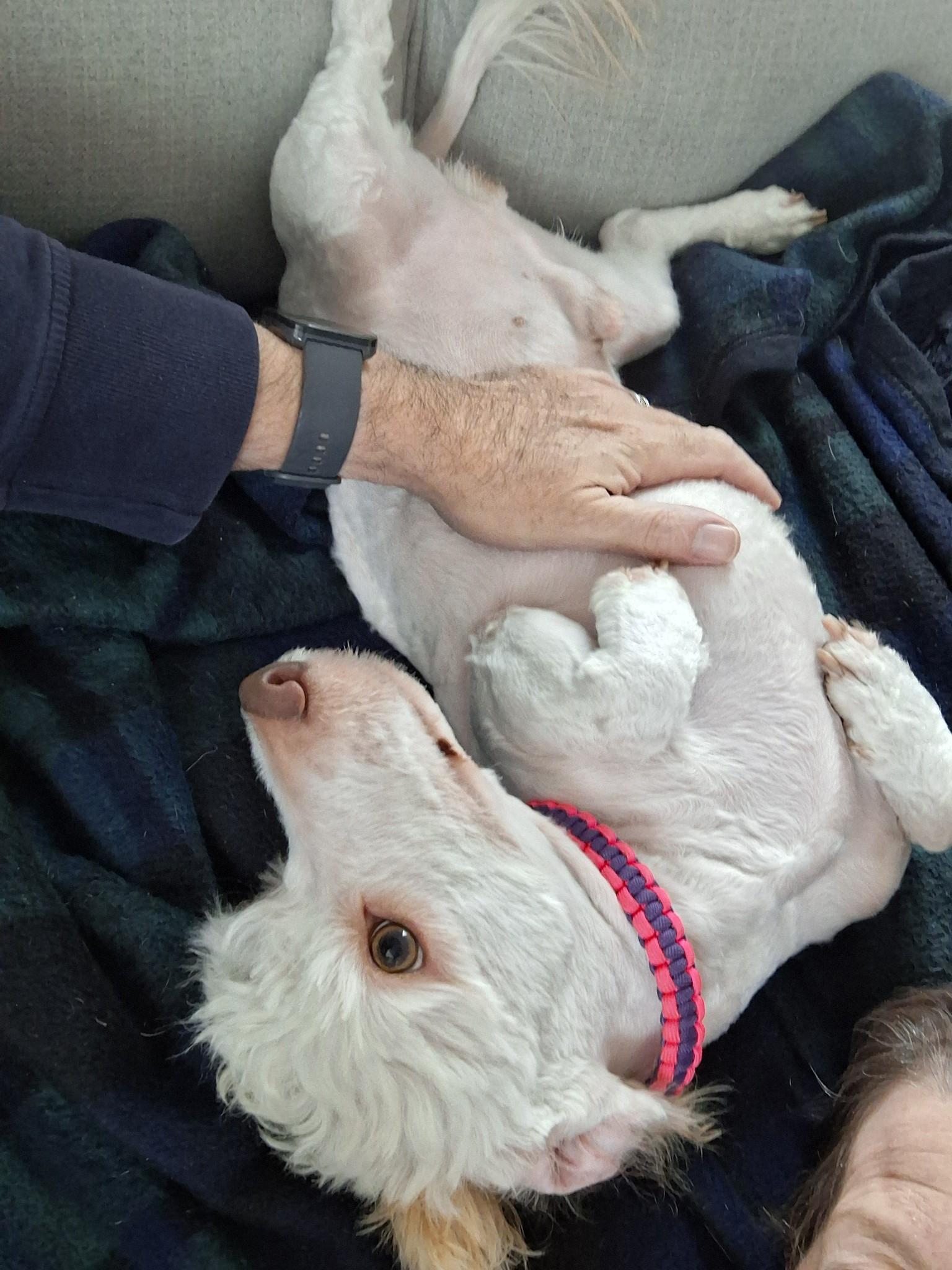 Enlarge Coco, a Adopted mixed breed in Surrey, BC image 6/6