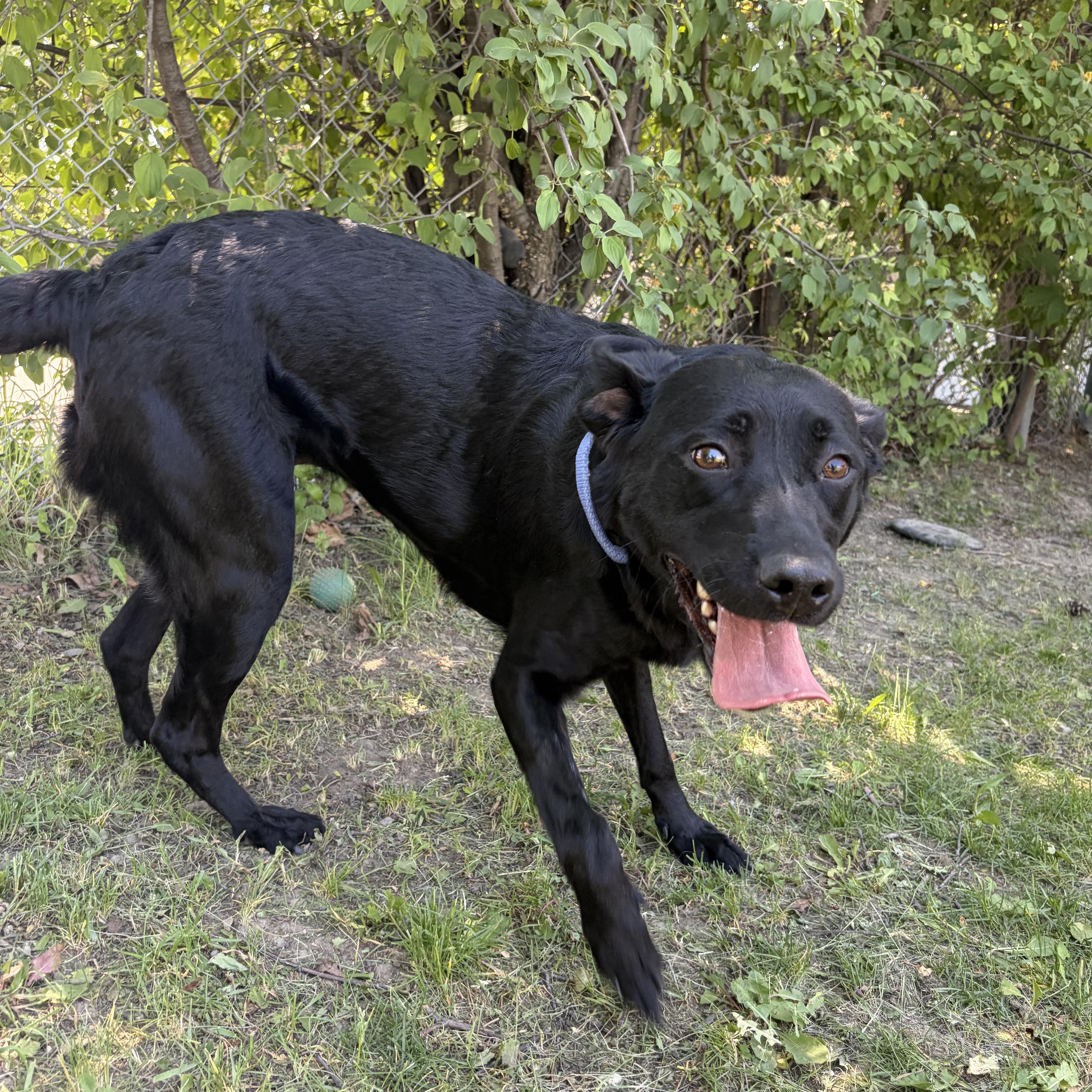 Enlarge Charlotte, an adoptable Labrador Retriever in Mississauga, ON image 3/6
