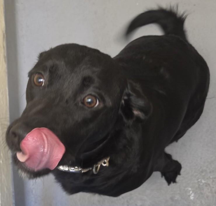 Enlarge Charlotte, an adoptable Labrador Retriever in Mississauga, ON image 6/6