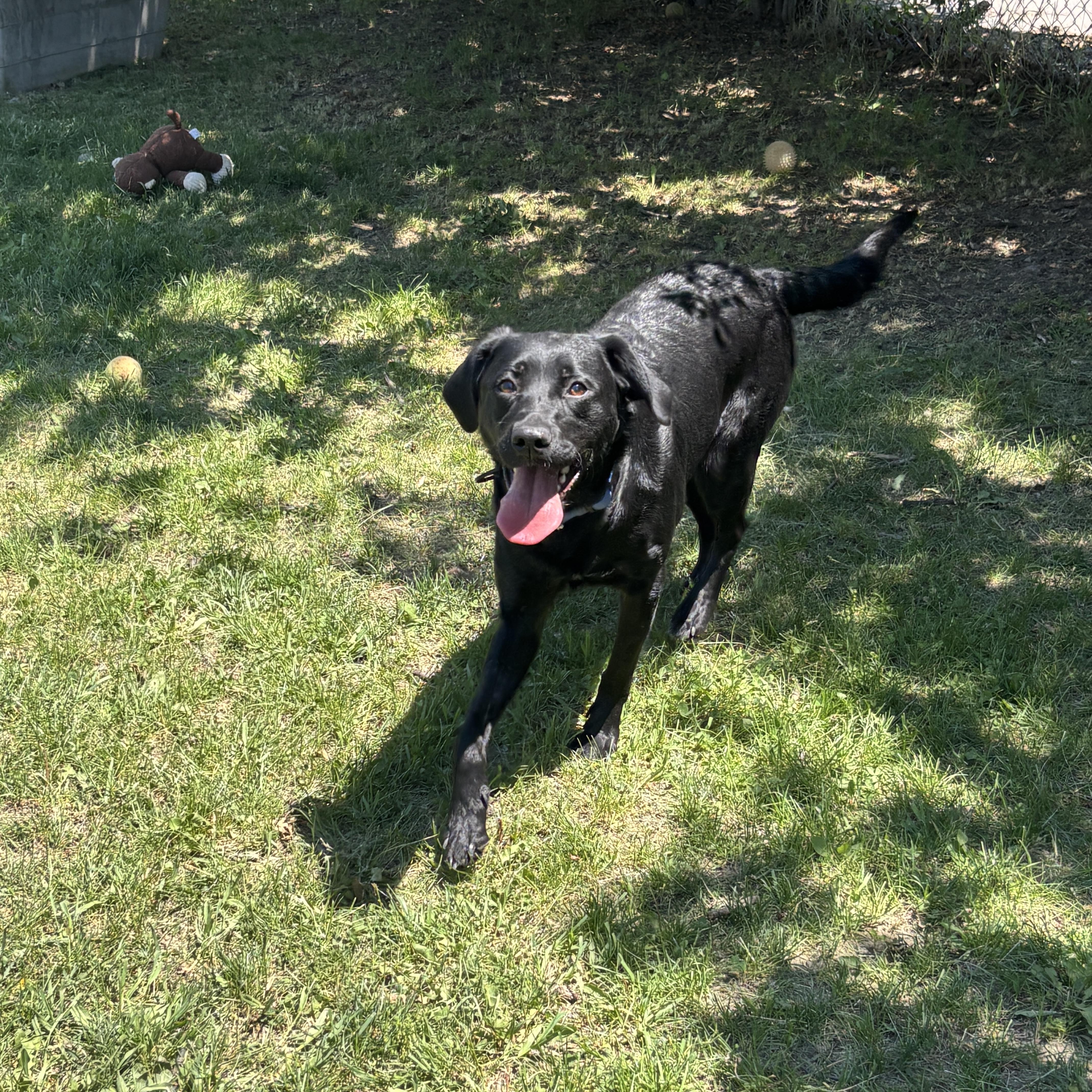 Enlarge Charlotte, an adoptable Labrador Retriever in Mississauga, ON image 1/6