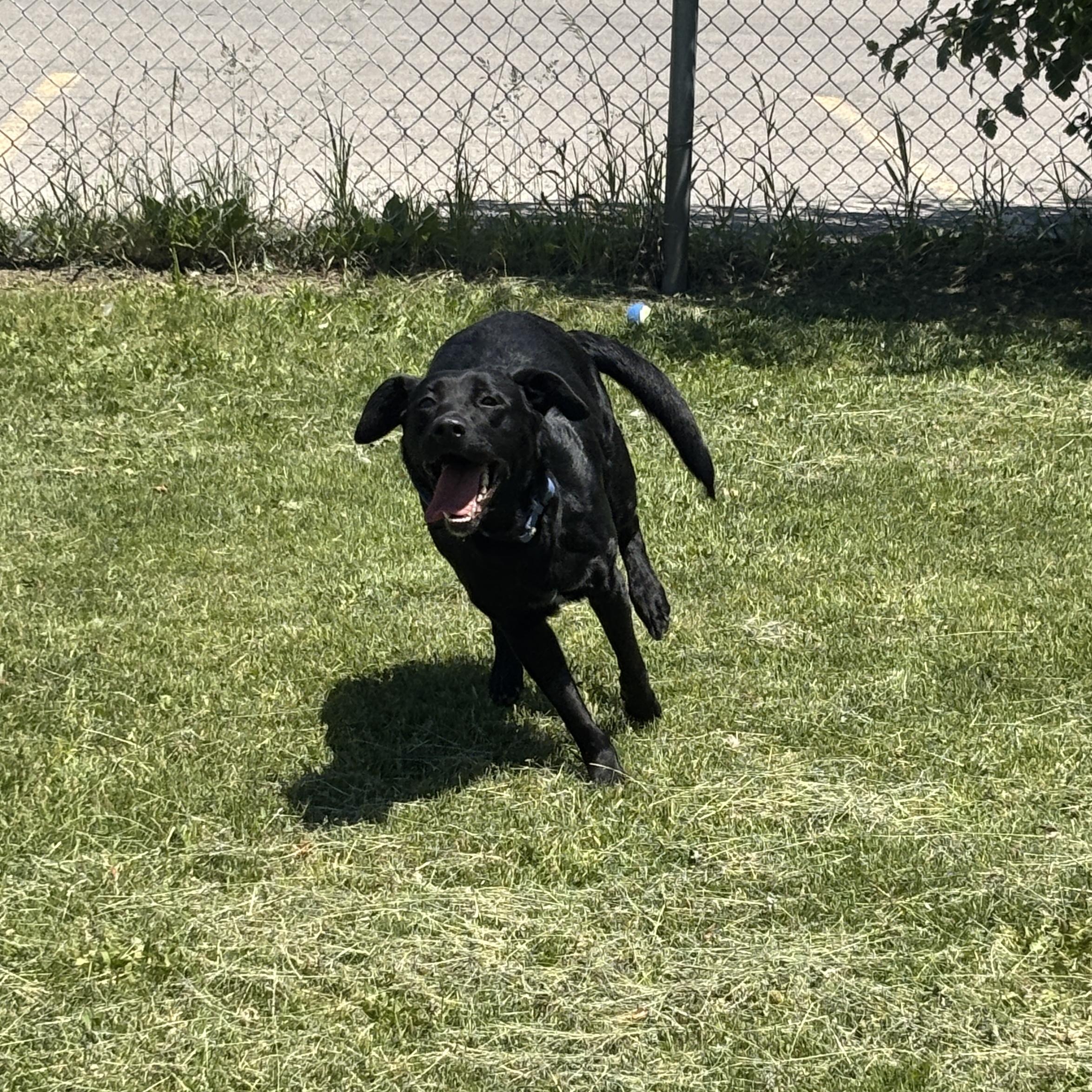 Enlarge Charlotte, an adoptable Labrador Retriever in Mississauga, ON image 4/6