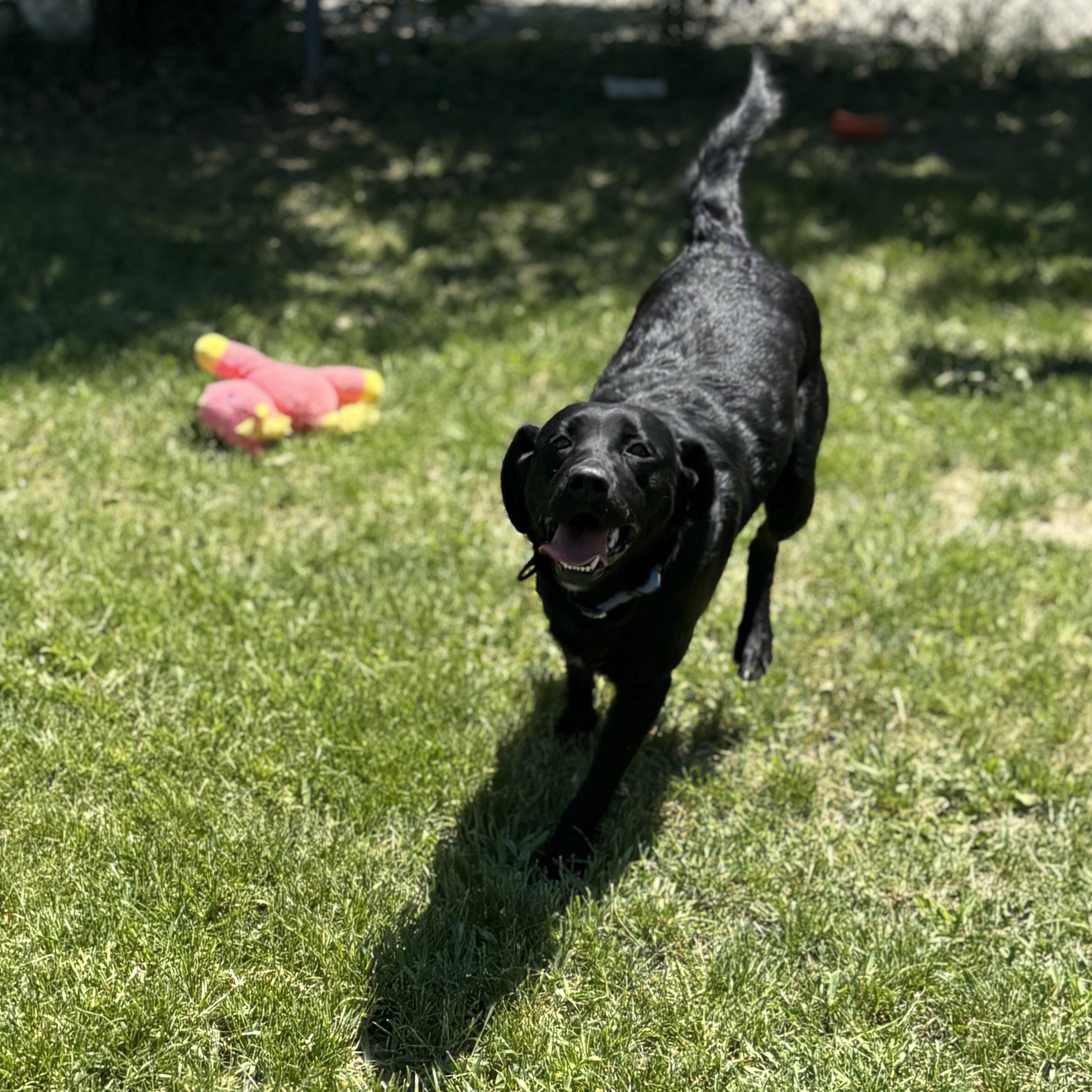 Enlarge Charlotte, an adoptable Labrador Retriever in Mississauga, ON image 2/6