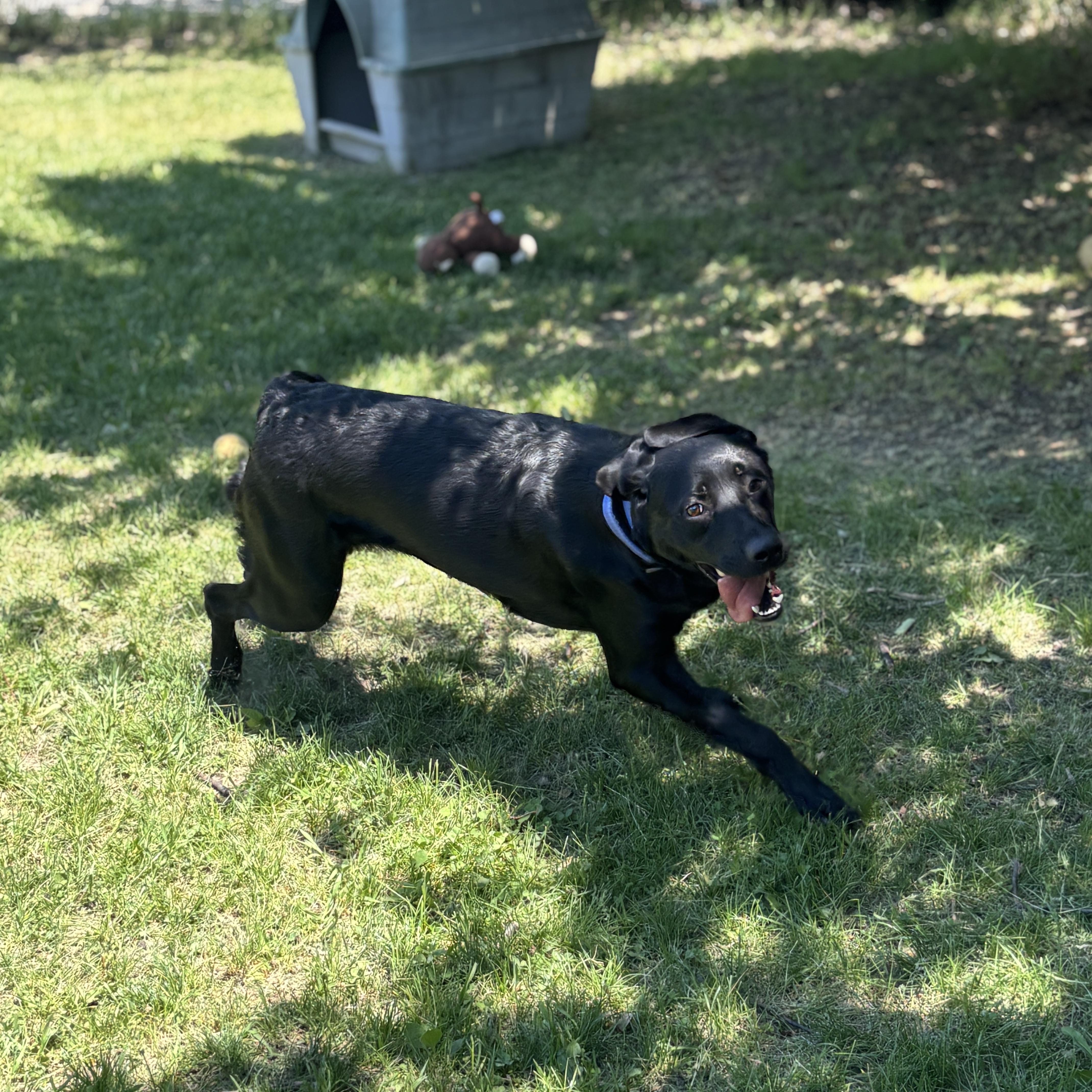 Enlarge Charlotte, an adoptable Labrador Retriever in Mississauga, ON image 5/6