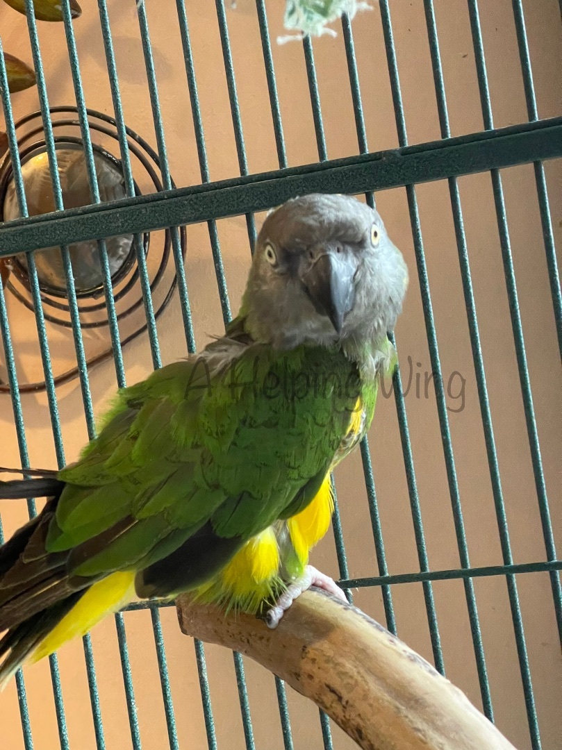 Pippi, an adoptable Poicephalus / Senegal in Blairstown, NJ_image-1